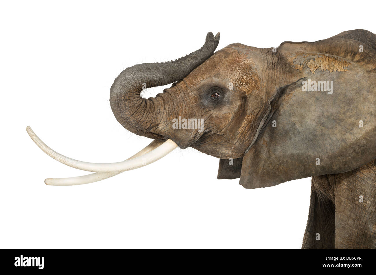 Close up of an African Elephant, Loxodonta africana, lifting its trunk against white background Stock Photo