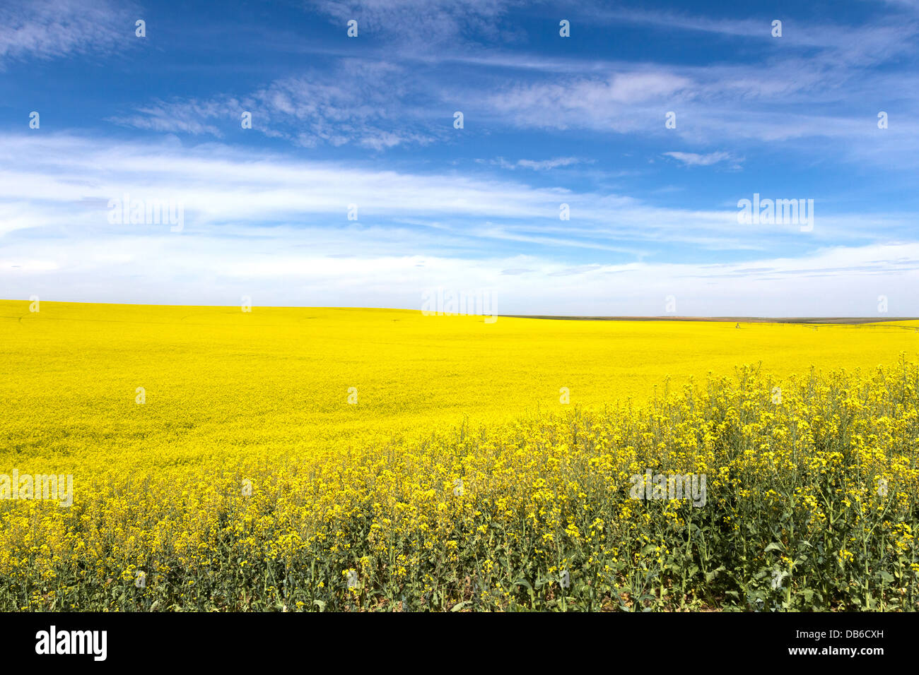 Yellow Canola Flower and blue sky in Palouse Washington State Stock