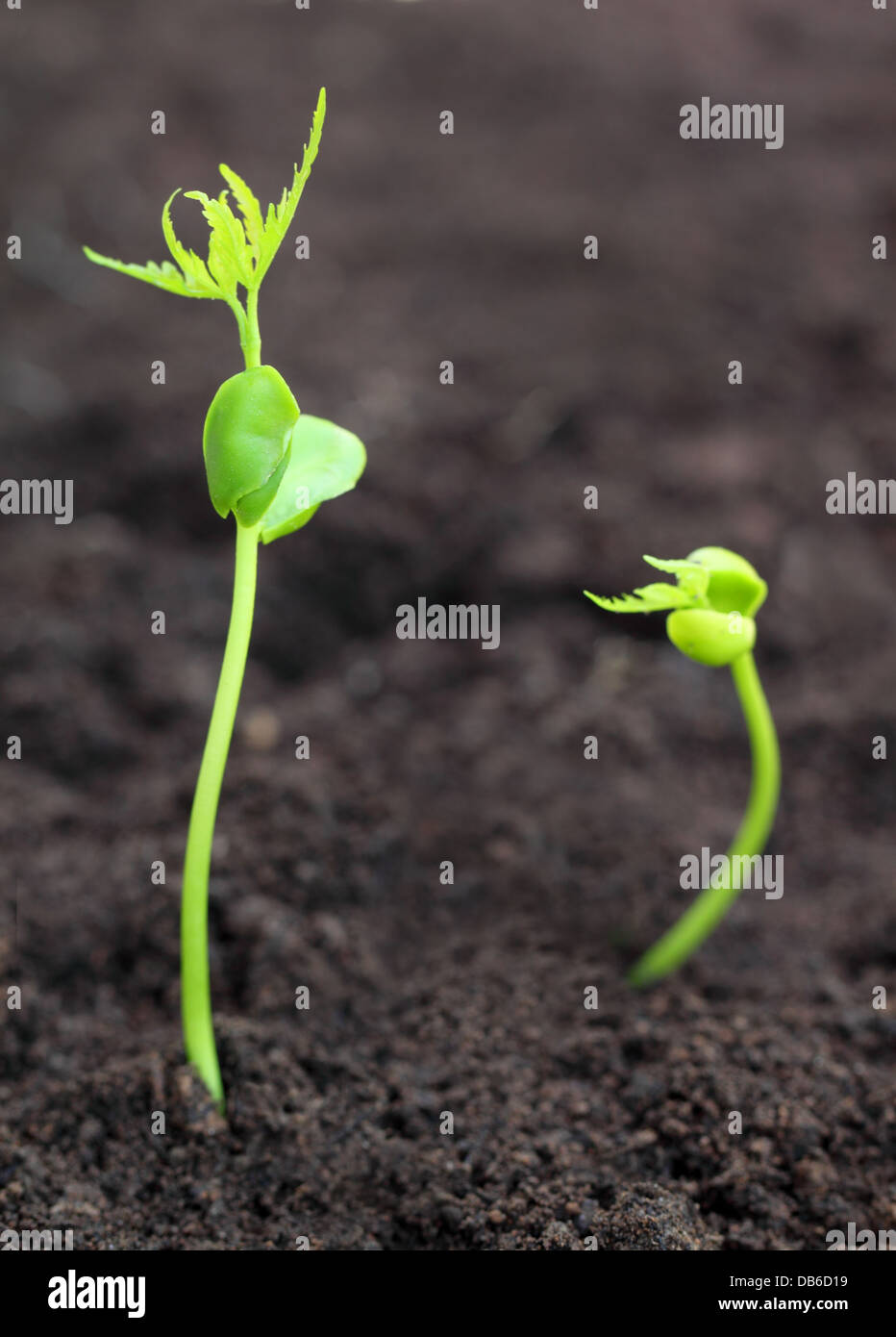 Baby neem plants Stock Photo