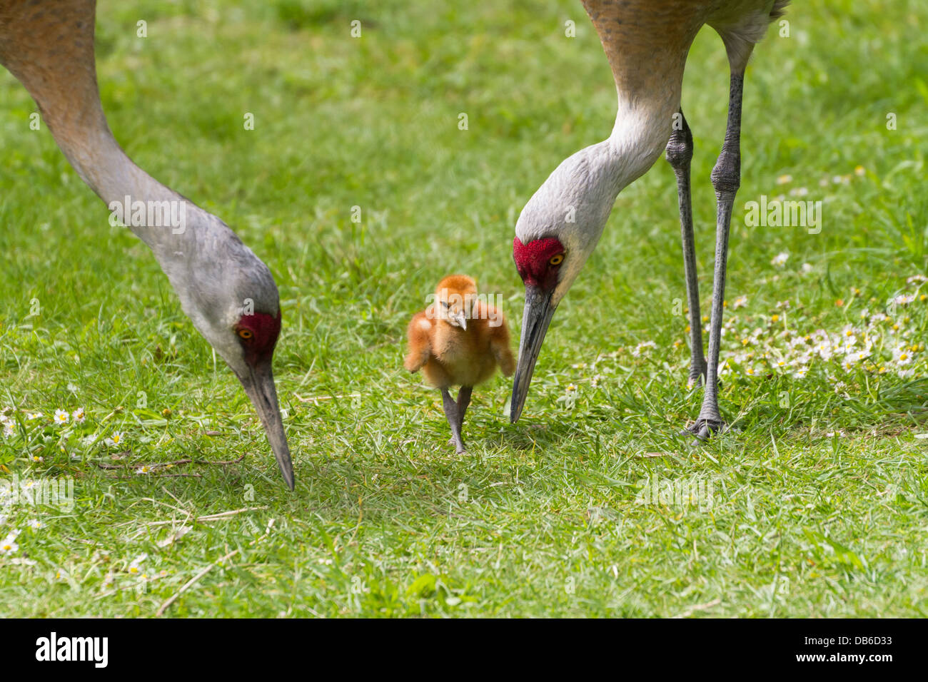 sandhill crane and 7 days old baby chick Stock Photo