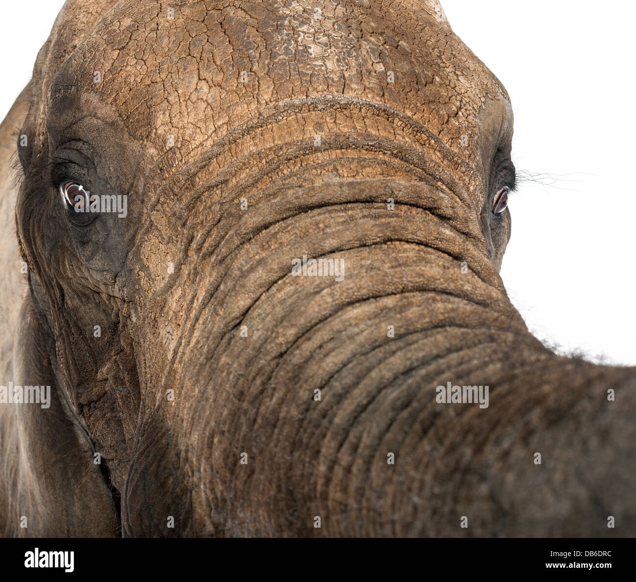 Close up of an African Elephant, Loxodonta africana, lifting its trunk against white background Stock Photo