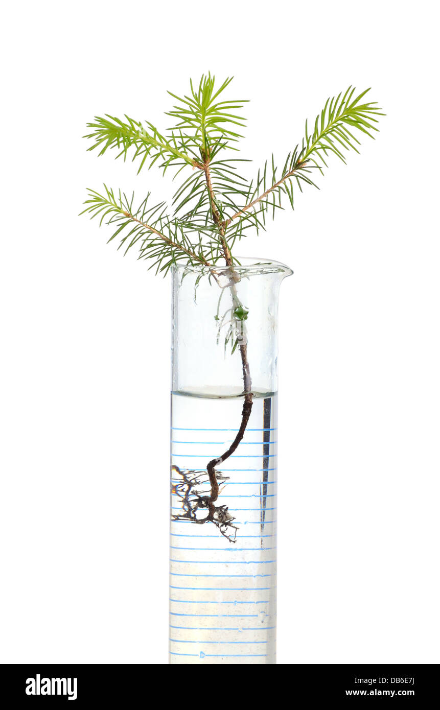 Two young fir trees growthing in in chemistry test tube on white background Stock Photo