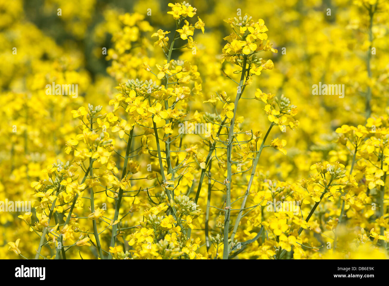 Of canola flower hires stock photography and images Alamy