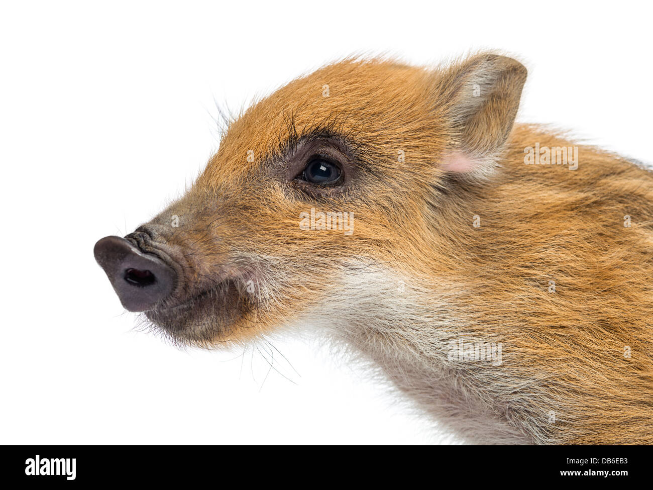 Wild boar, Sus scrofa, 2 months old, also known as wild pig looking away against white background Stock Photo