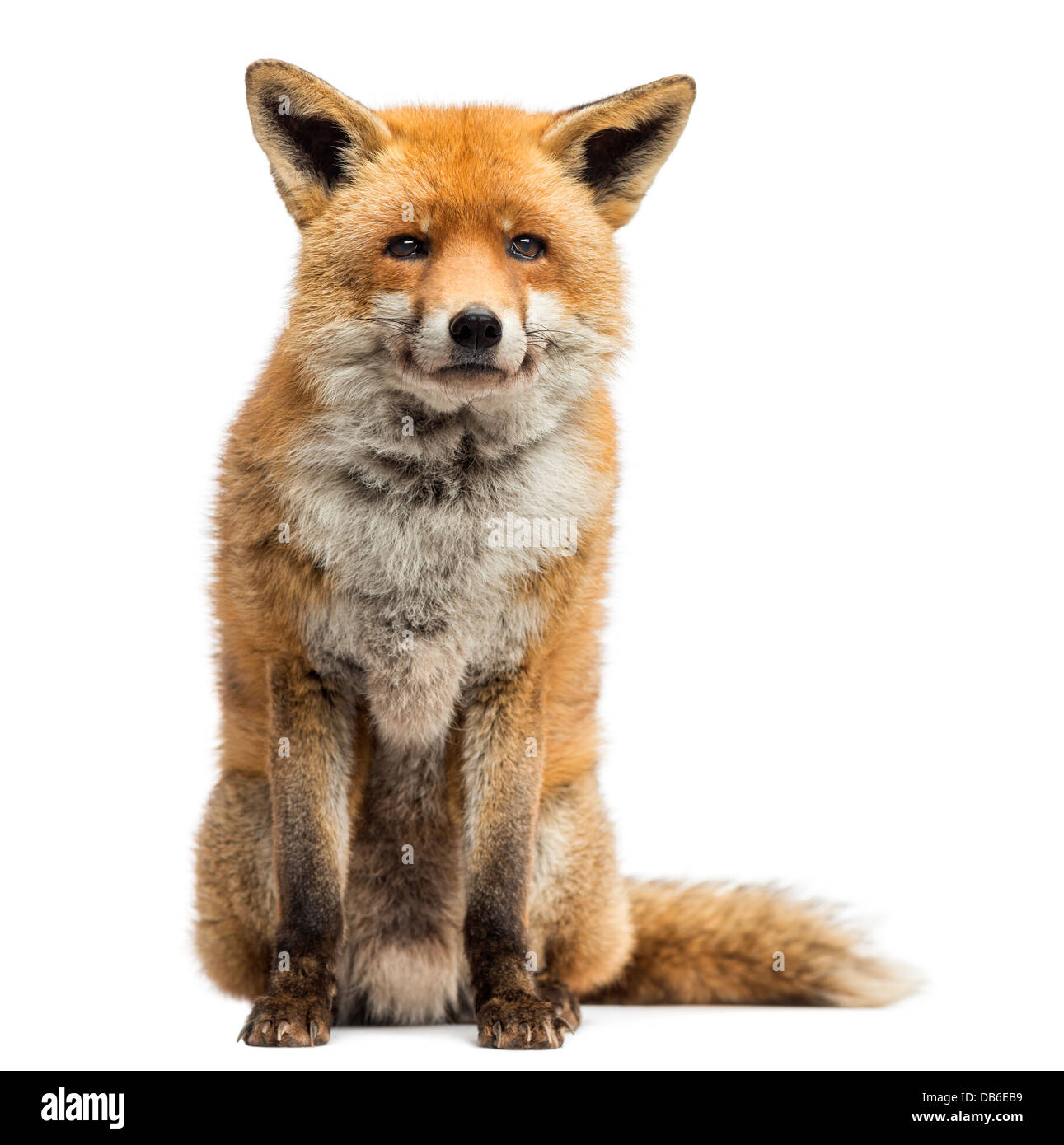 Red fox, Vulpes vulpes, sitting against white background Stock Photo