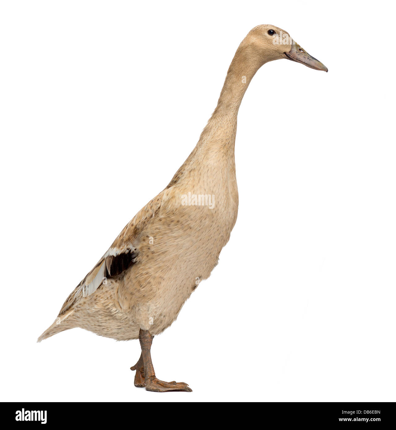 Female Indian Runner Duck, Anas platyrhynchos domesticus, standing against white background Stock Photo