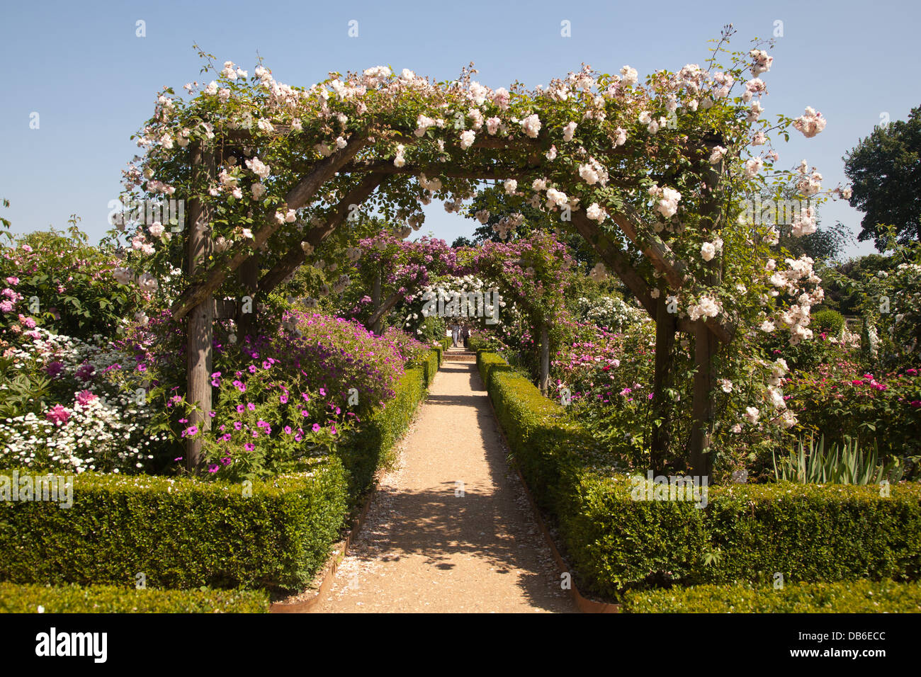 Old English roses covering archways at Mottisfont Abbey Romsey England Stock Photo