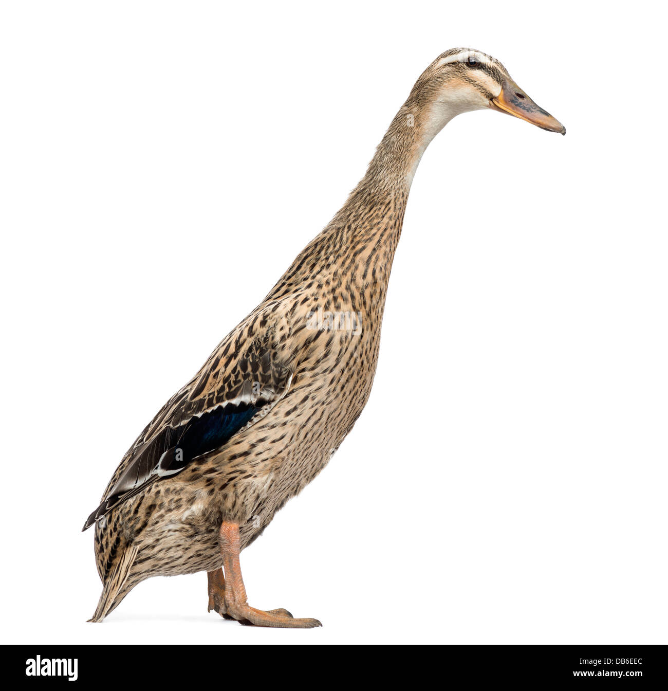 Female Indian Runner Duck High Resolution Stock Photography And Images Alamy Female Indian Runner Duck High Resolution Stock Photography And Images Alamy