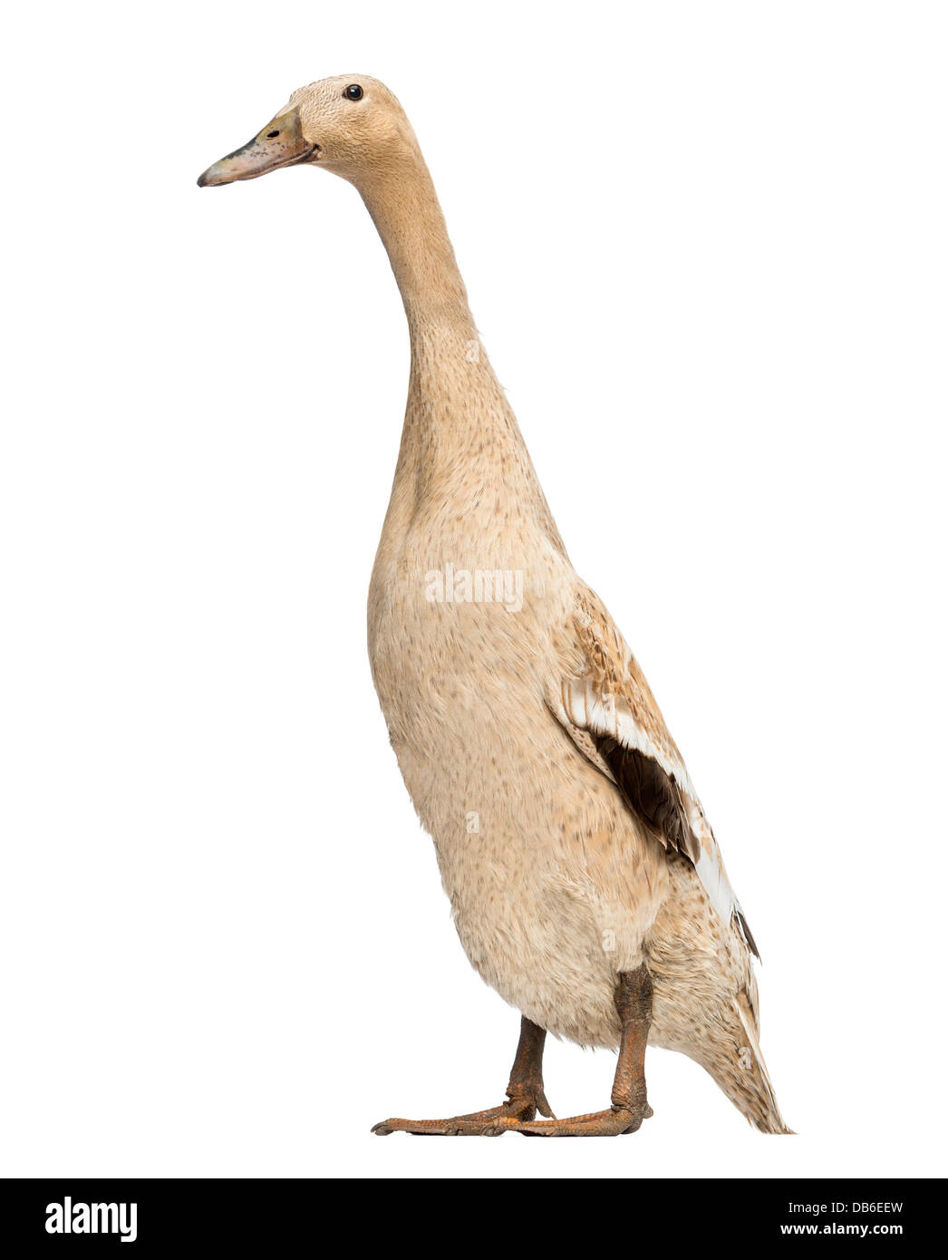 Female Indian Runner Duck, Anas platyrhynchos domesticus, standing against white background Stock Photo