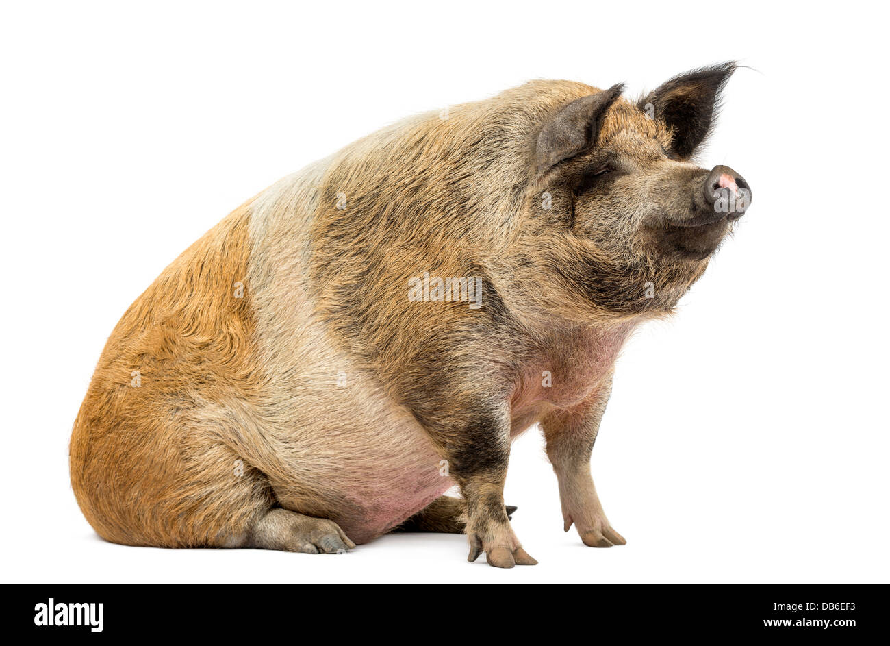 Domestic pig sitting and looking away against white background Stock Photo