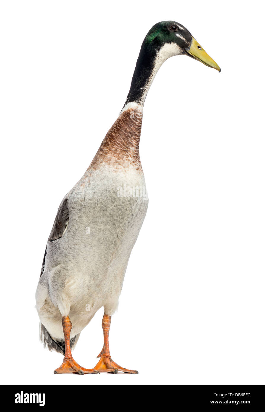 Male Indian Runner Duck, Anas platyrhynchos domesticus, standing against white background Stock Photo