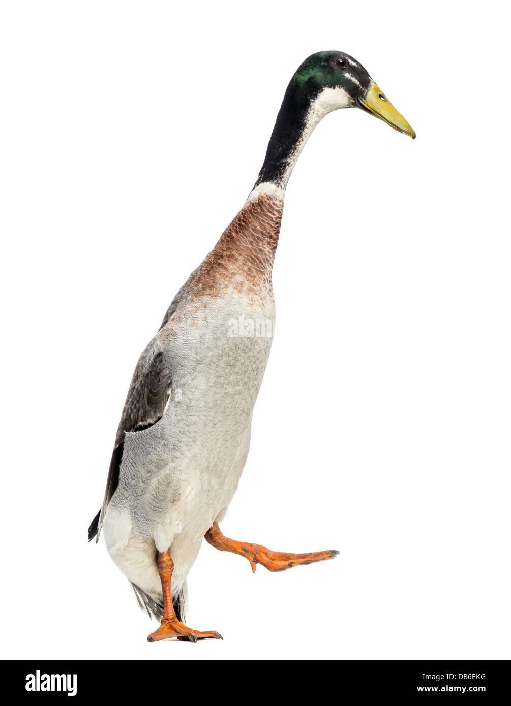 Male Indian Runner Duck, Anas platyrhynchos domesticus, walking against white background Stock Photo