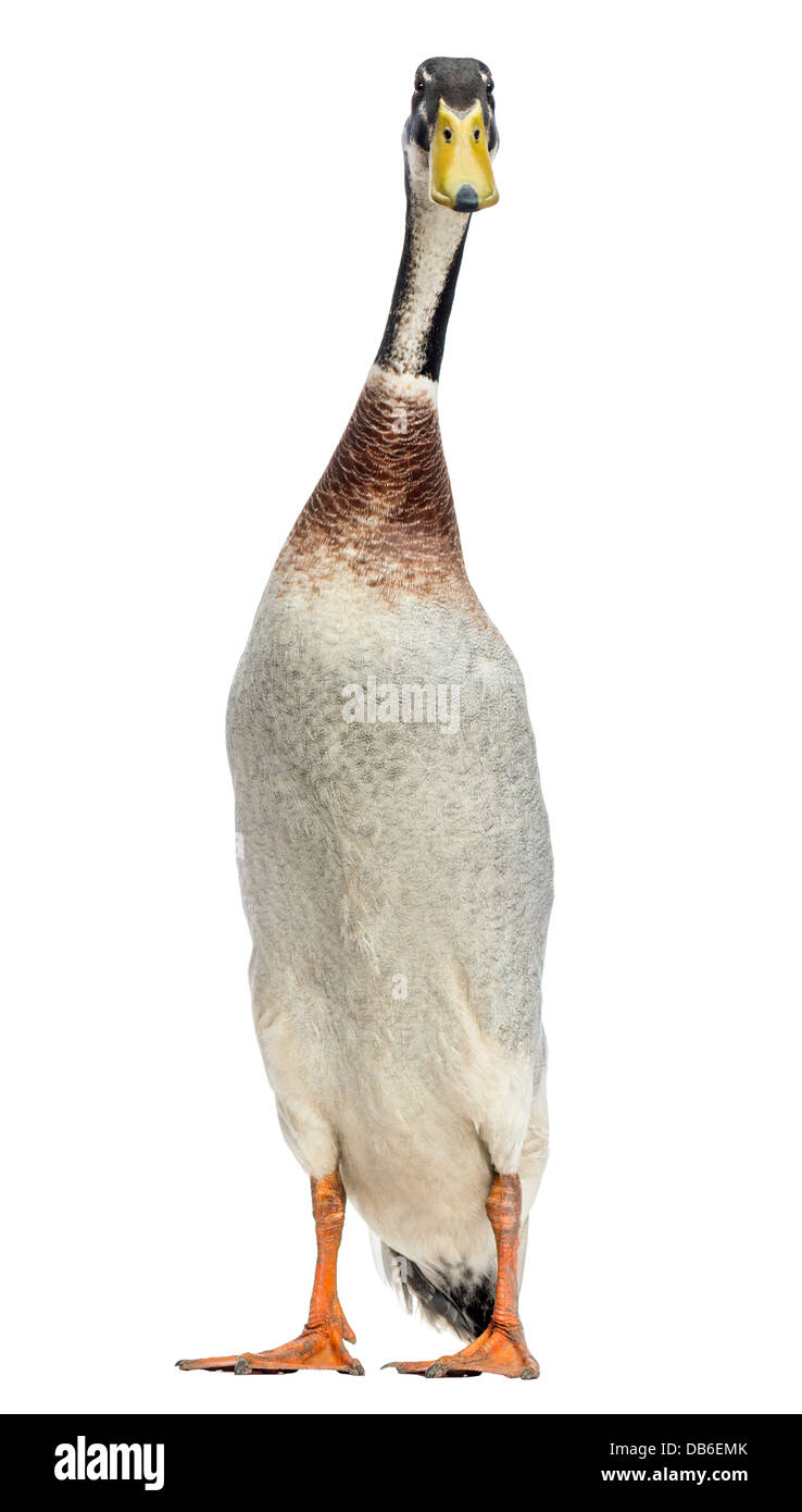 Male Indian Runner Duck, Anas platyrhynchos domesticus, standing against white background Stock Photo