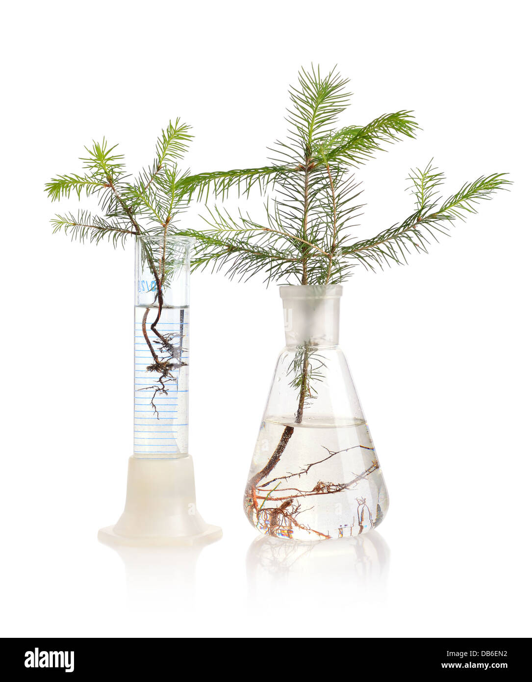 Two young fir trees growthing in in chemistry test tube on white background Stock Photo