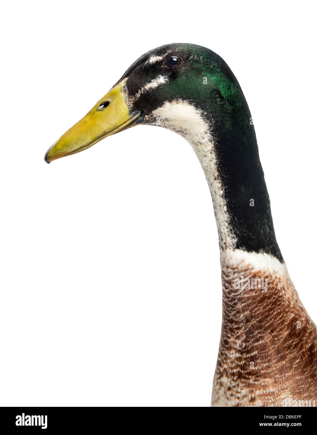 Close-up of Male Indian Runner Duck, Anas platyrhynchos domesticus, against white background Stock Photo