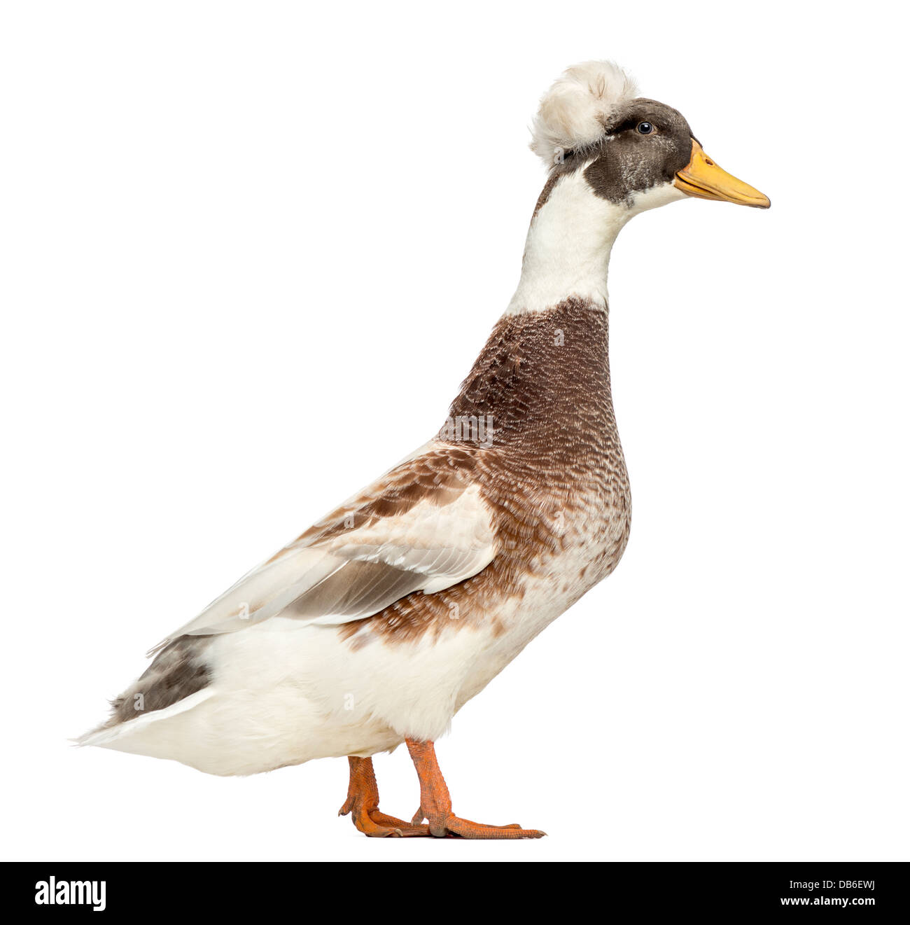 Male Crested Duck, lophonetta specularioides, against white background Stock Photo