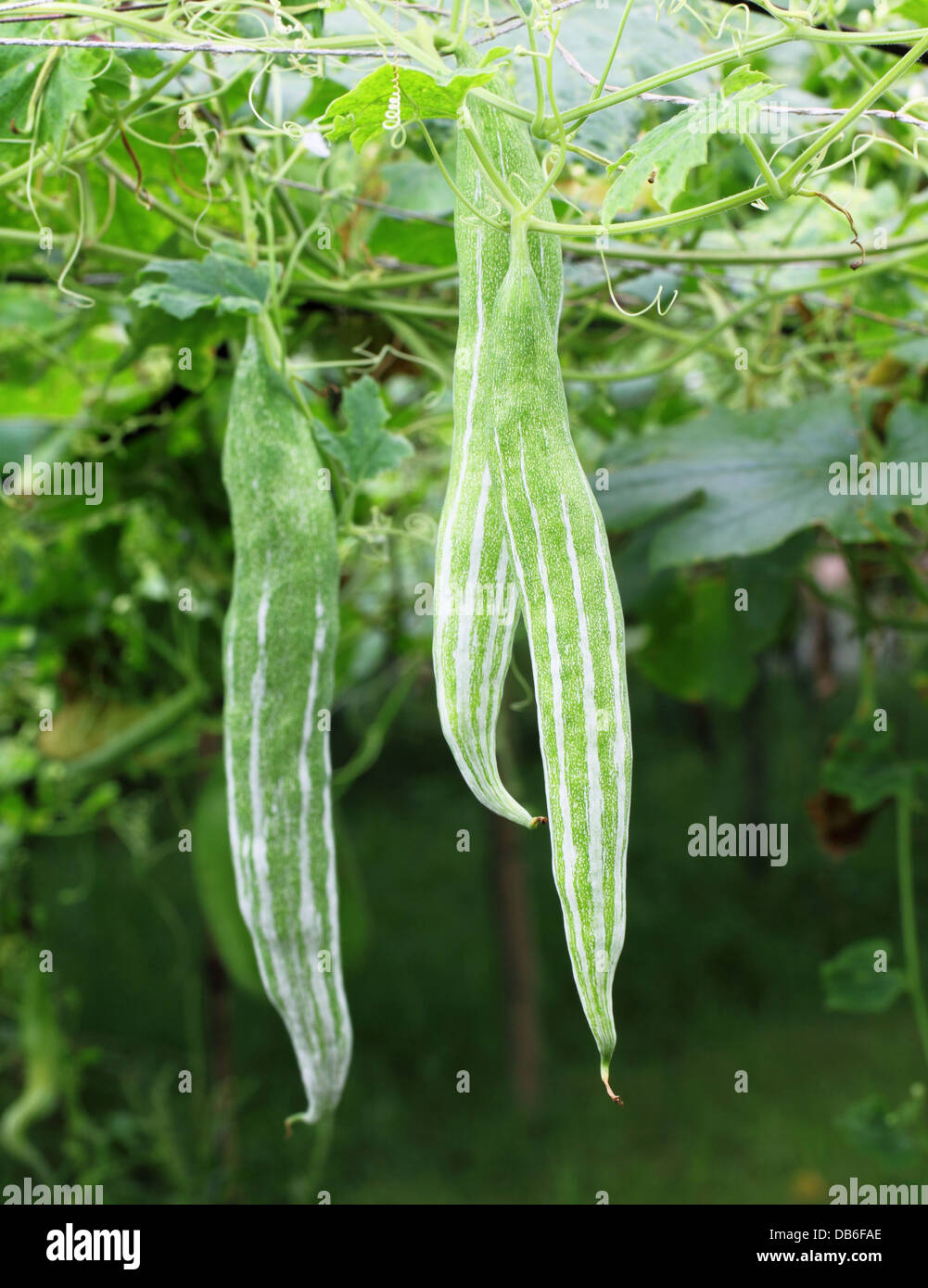 Serpent gourd plant hires stock photography and images Alamy