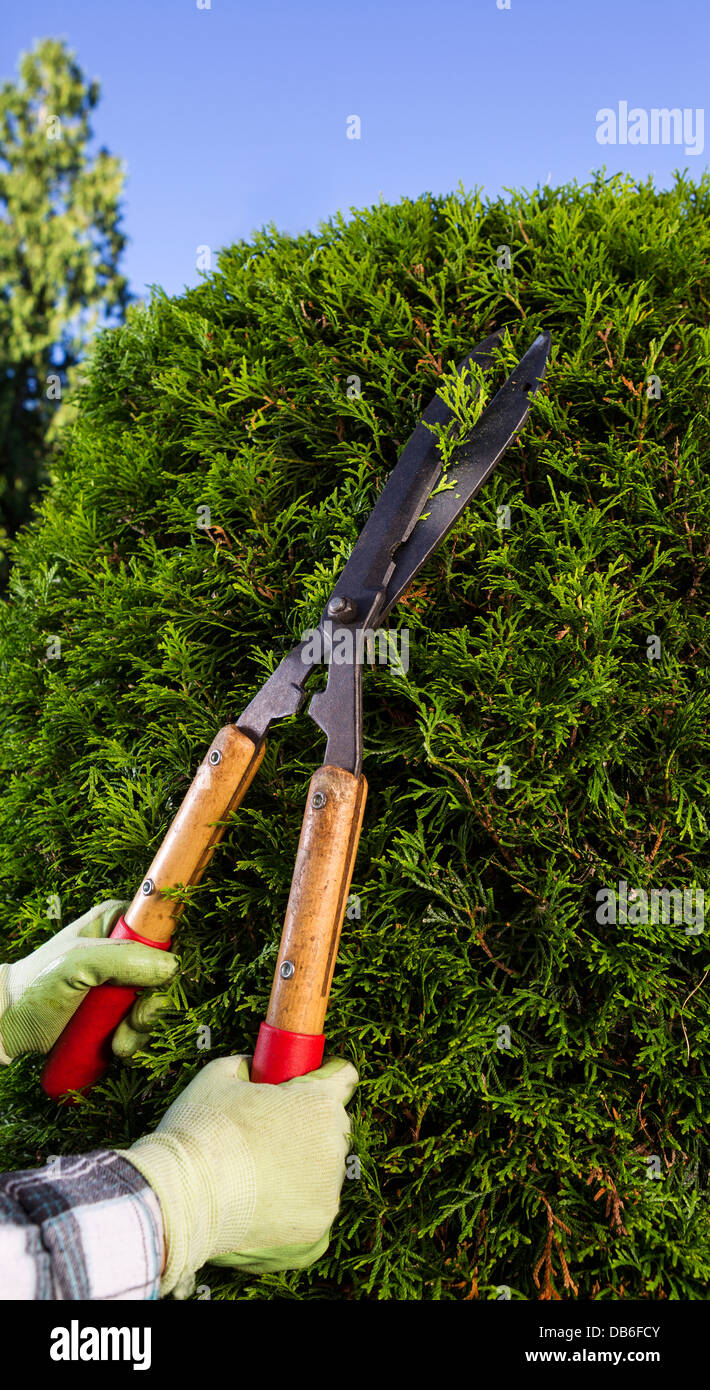 Vertical photo of hands, wearing gloves, trimming the hedges via large