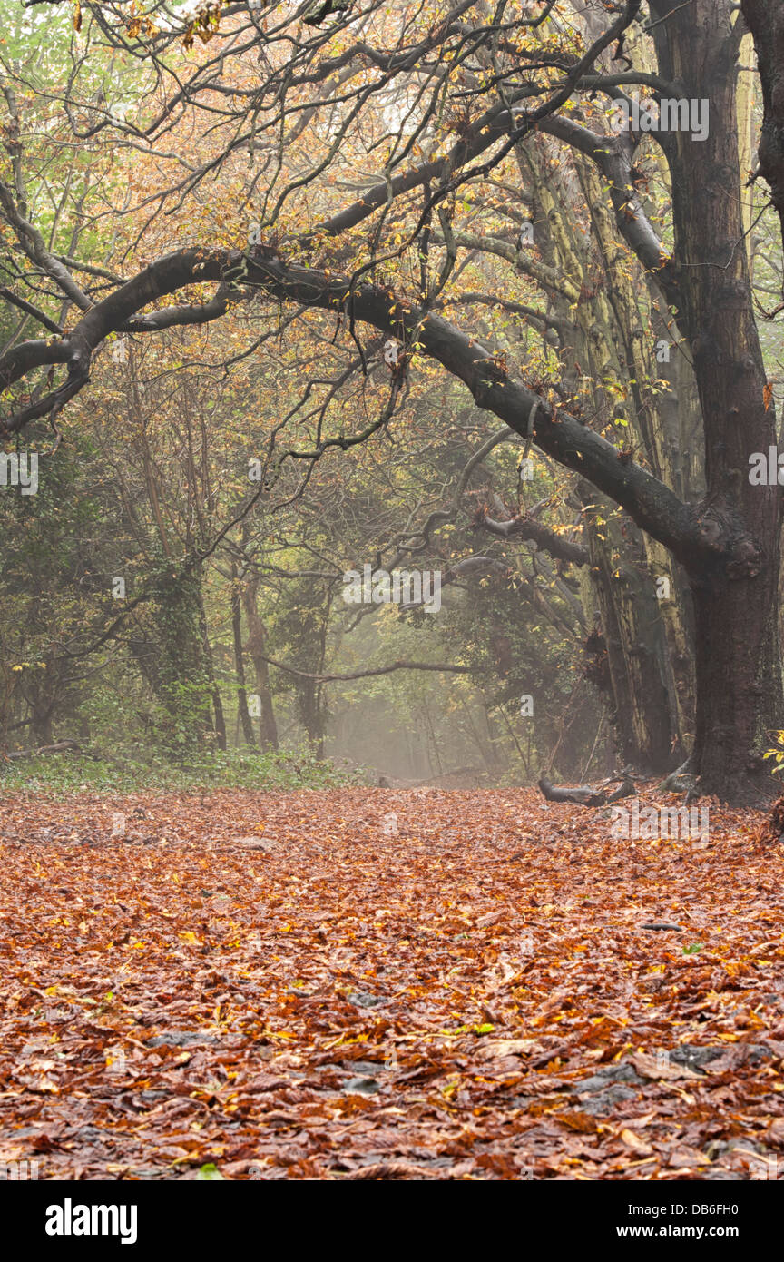 Woodland Trail With Tree Canopy High Resolution Stock Photography and ...