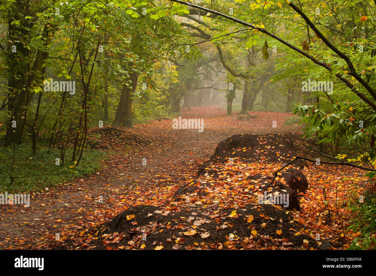 Woodland trail with tree canopy hi-res stock photography and images - Alamy