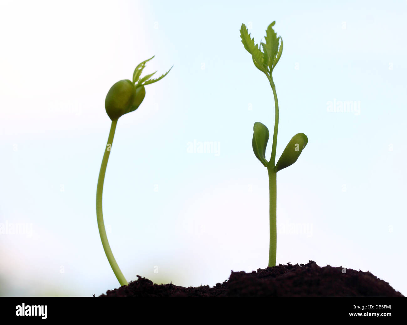 Birth of a neem plant Stock Photo Alamy