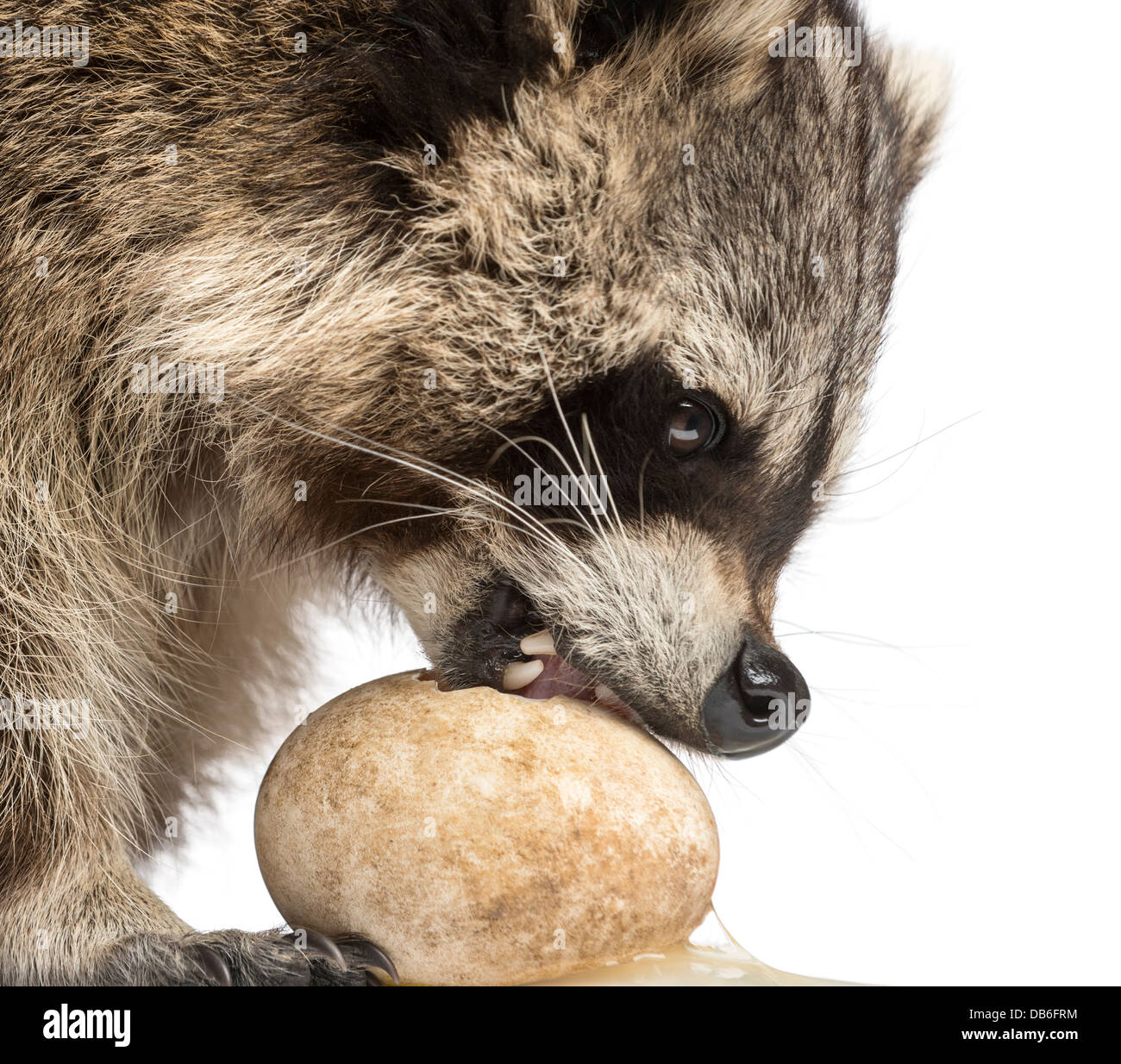 Closeup of Raccoon, Procyon Iotor, eating an egg against white