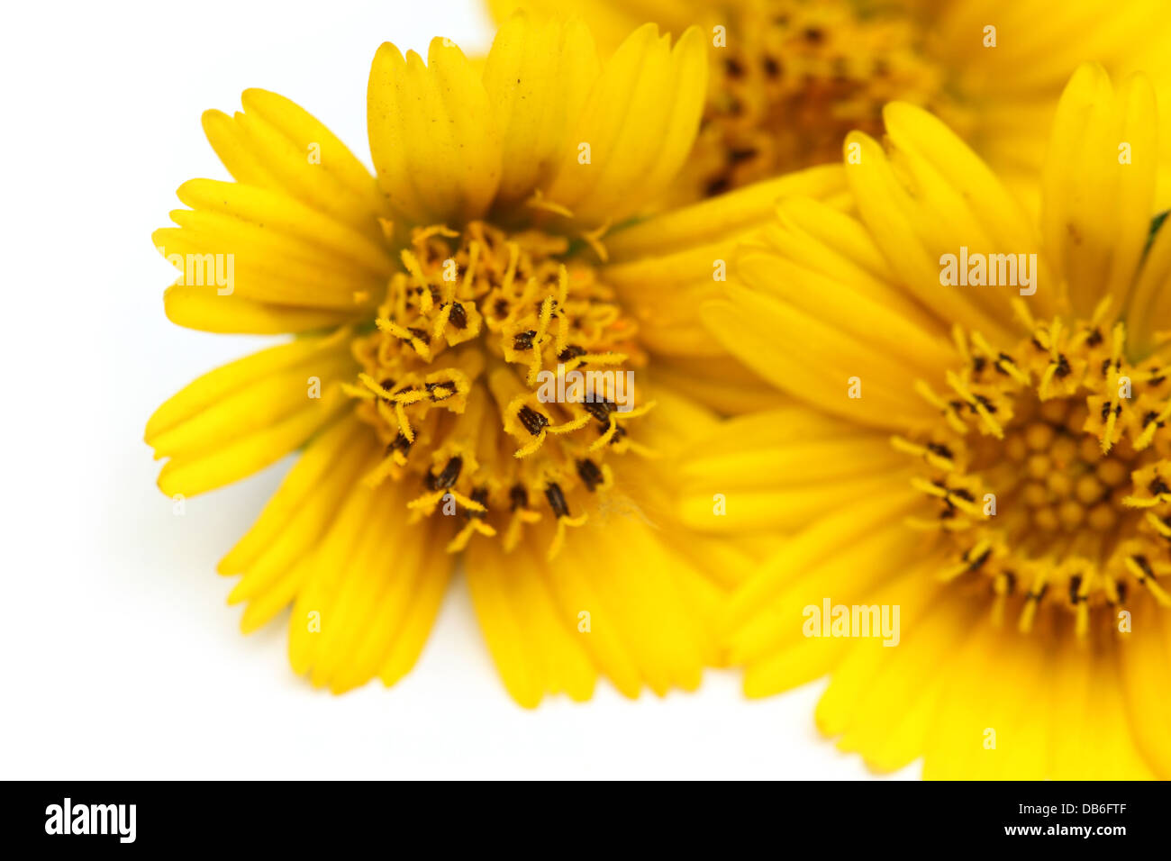Wedelia flower Stock Photo