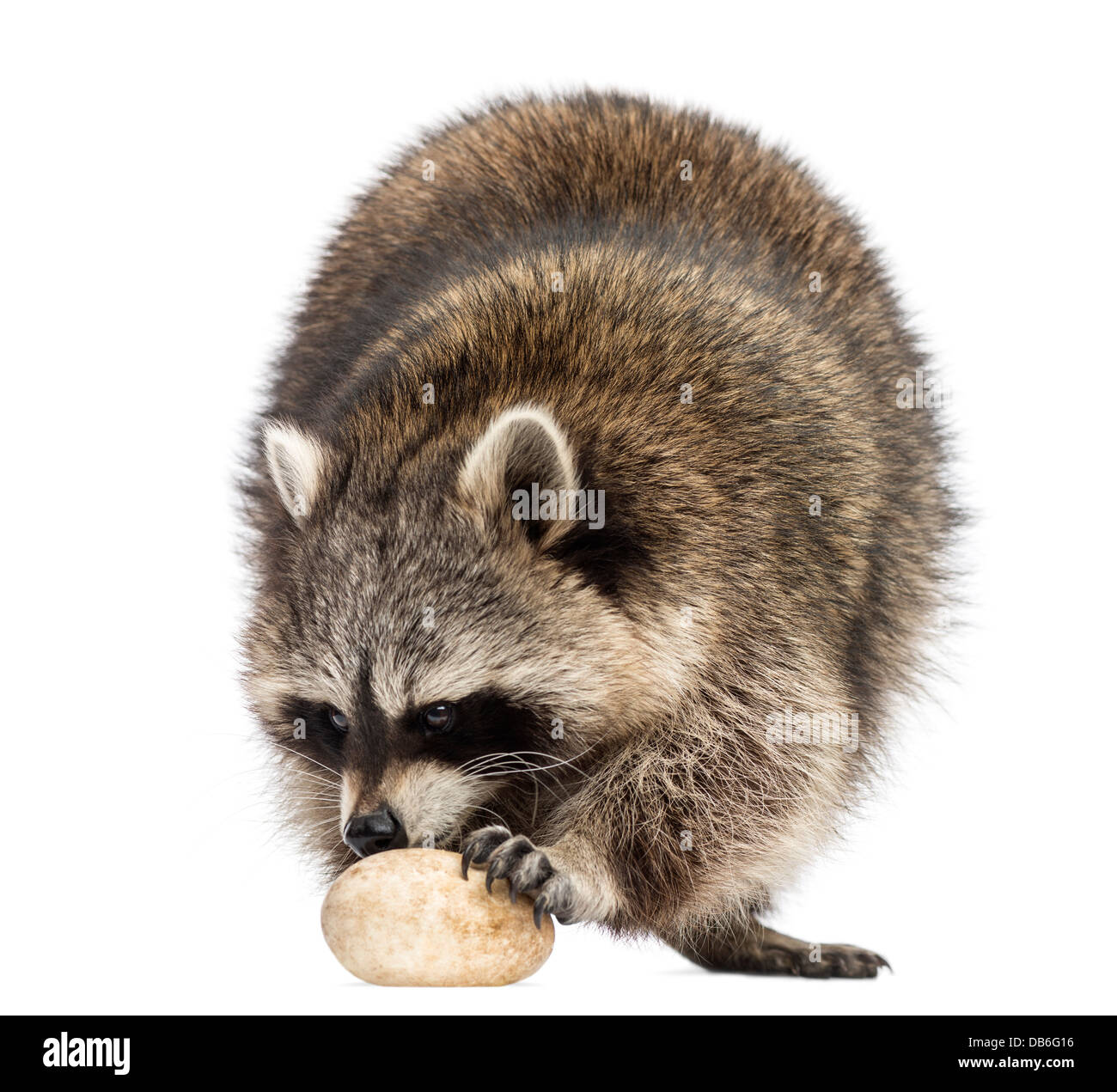 Raccoon, Procyon Iotor, eating an egg against white background Stock