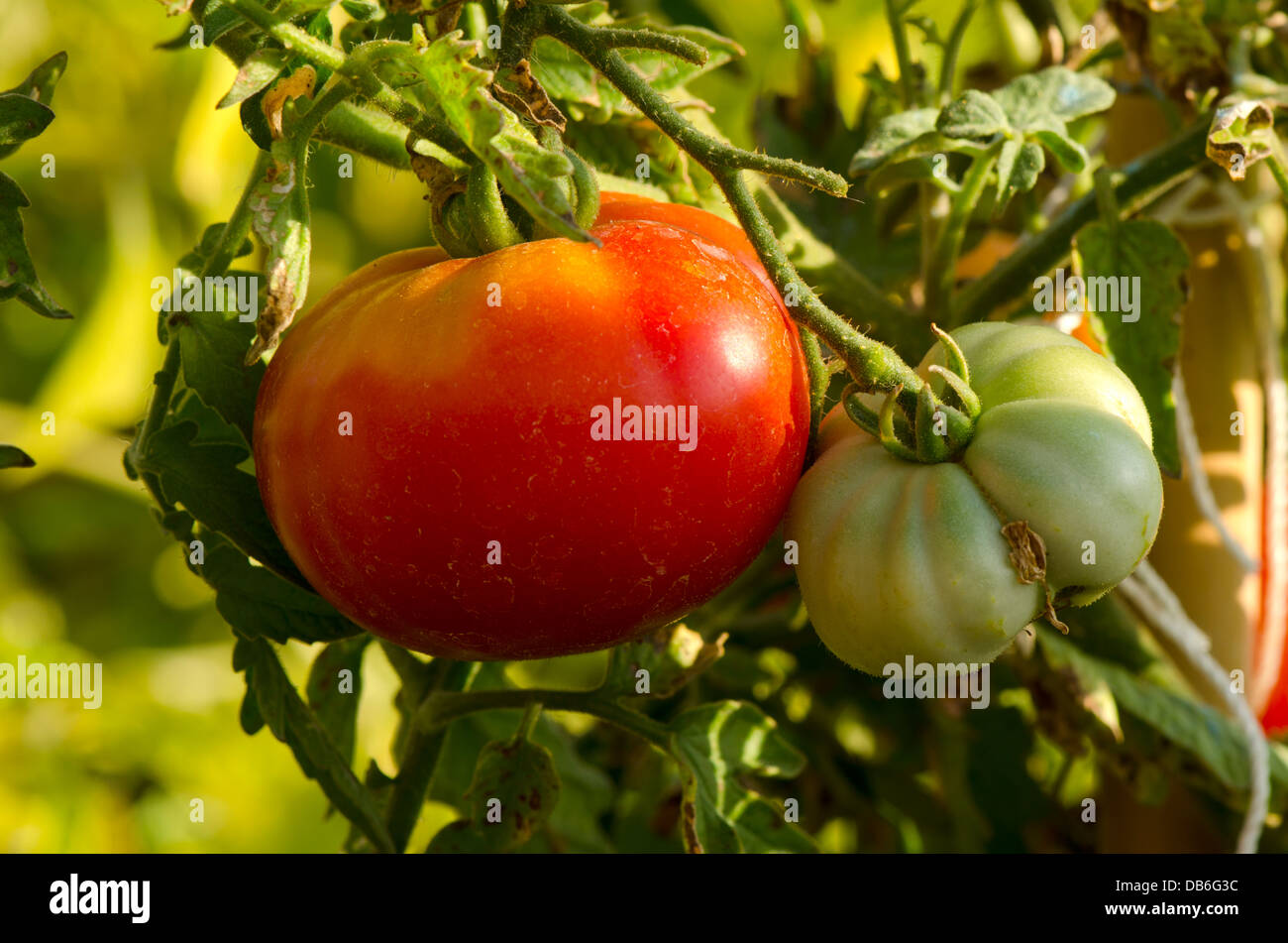 A ripe and unripe tomato on tomato plant held up by dry reed canes, Solanum lycopersicum, Andalusia, Spain. Stock Photo