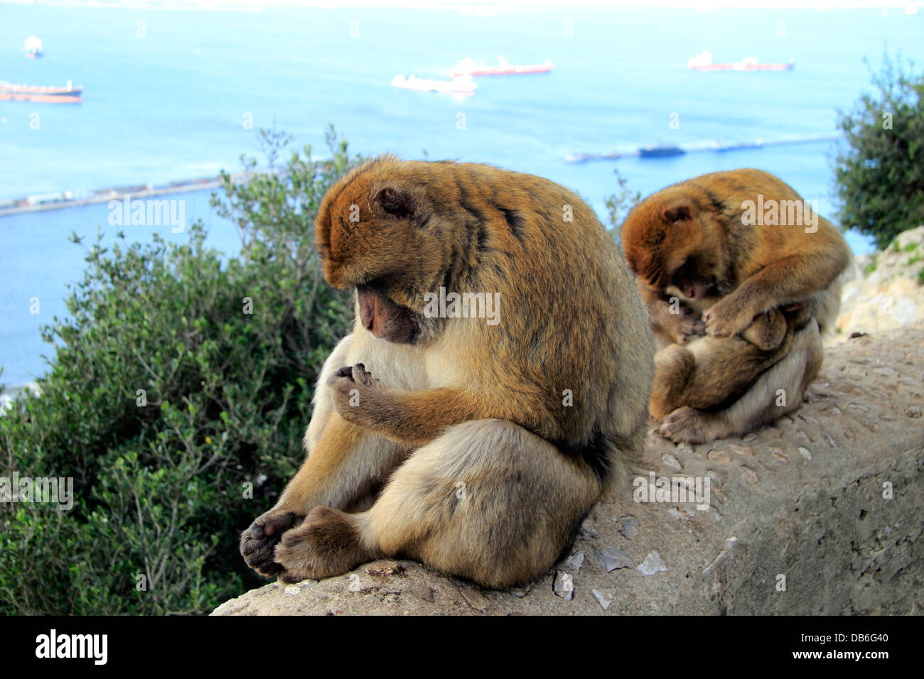 Barbary Macaques, Barbary Apes grooming, Gibraltar Stock Photo