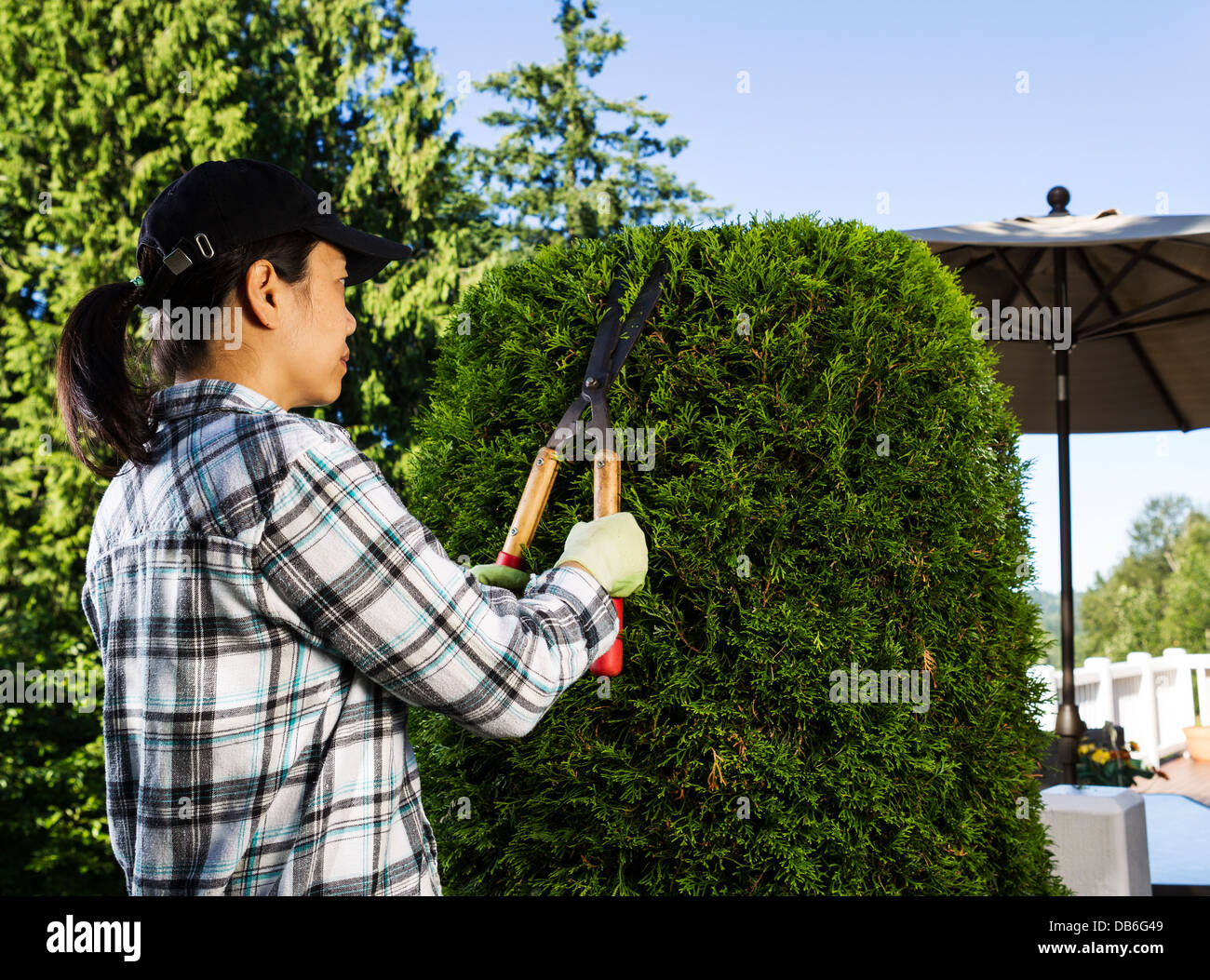 Photo of mature woman trimming the hedges with patio in background Stock Photo