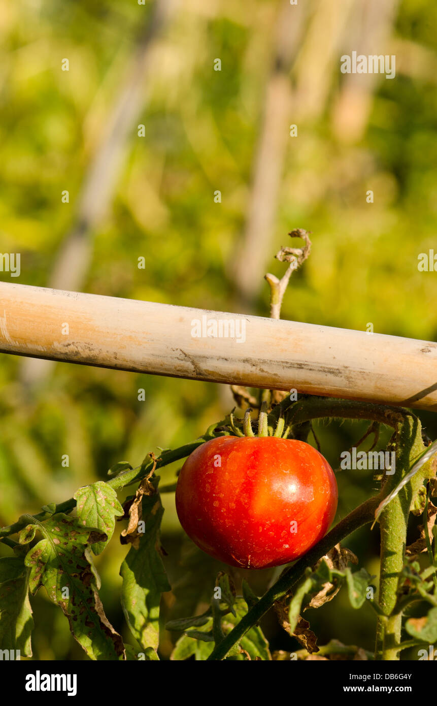 A ripe tomato on tomato plant held up by dry reed canes, Solanum lycopersicum, Andalusia, Spain. Stock Photo