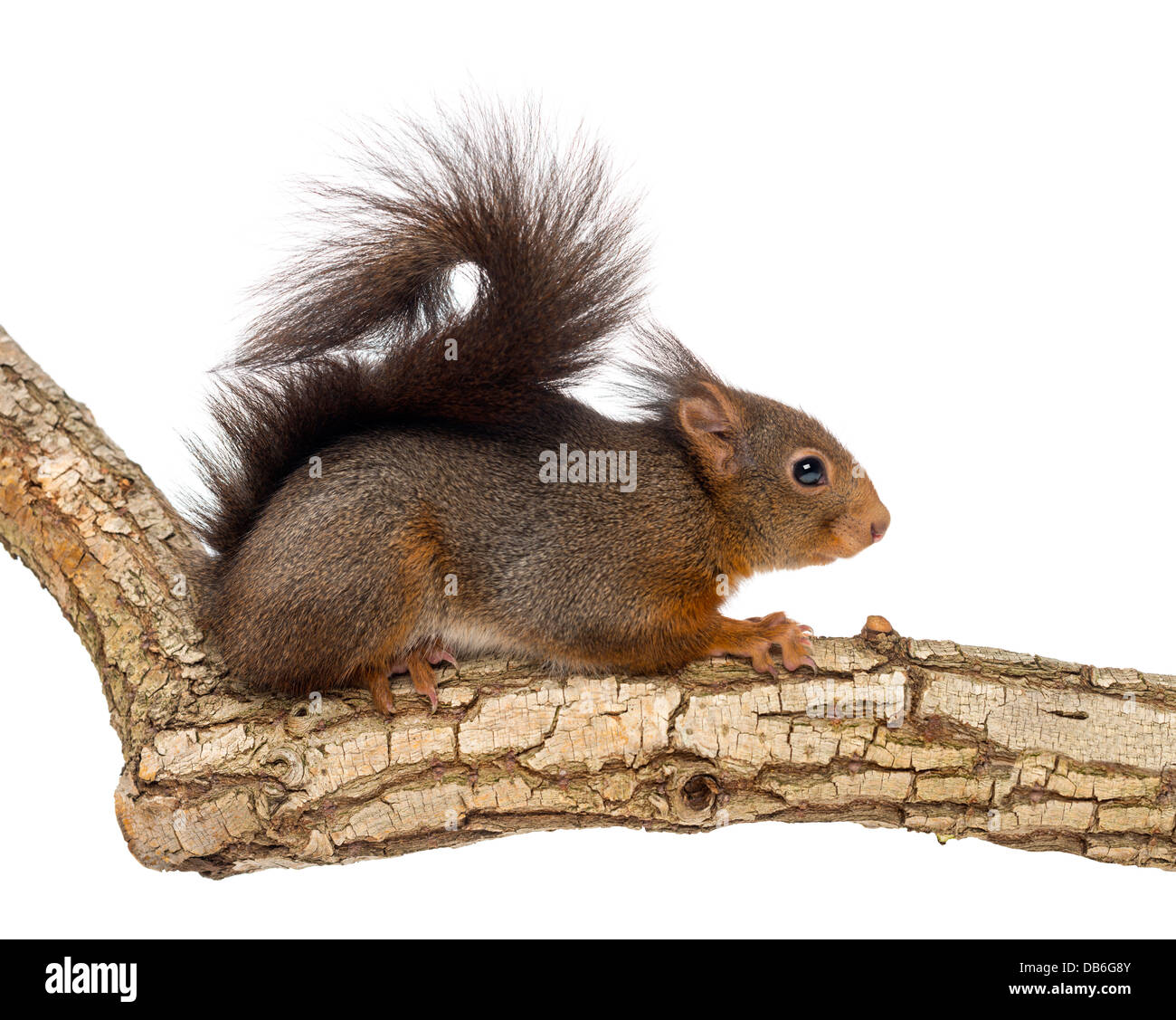 Red squirrel or Eurasian red squirrel, Sciurus vulgaris, on branch against white background Stock Photo