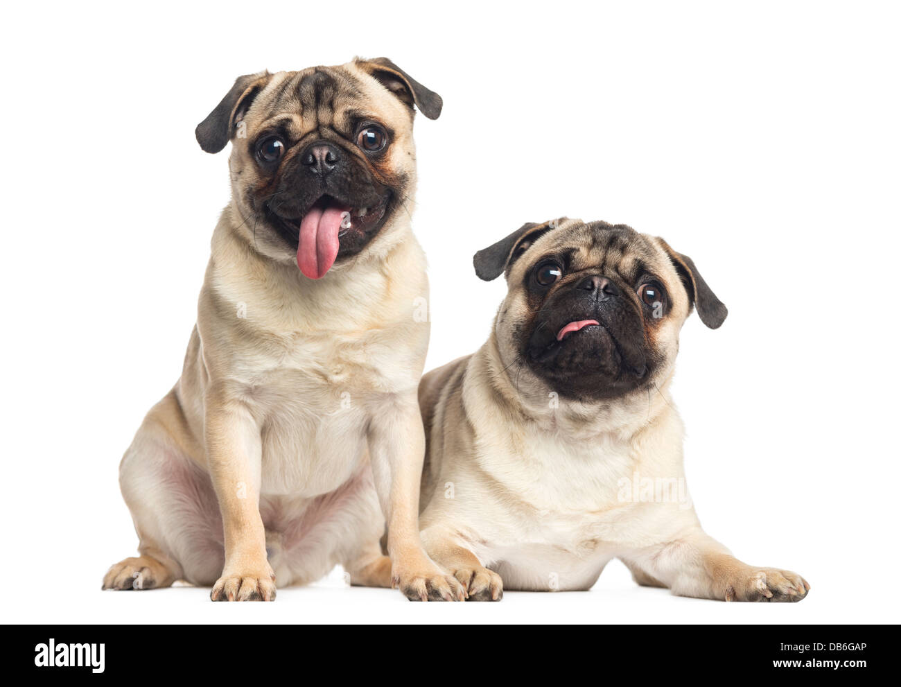 Pugs no people Cut Out Stock Images & Pictures - Alamy
