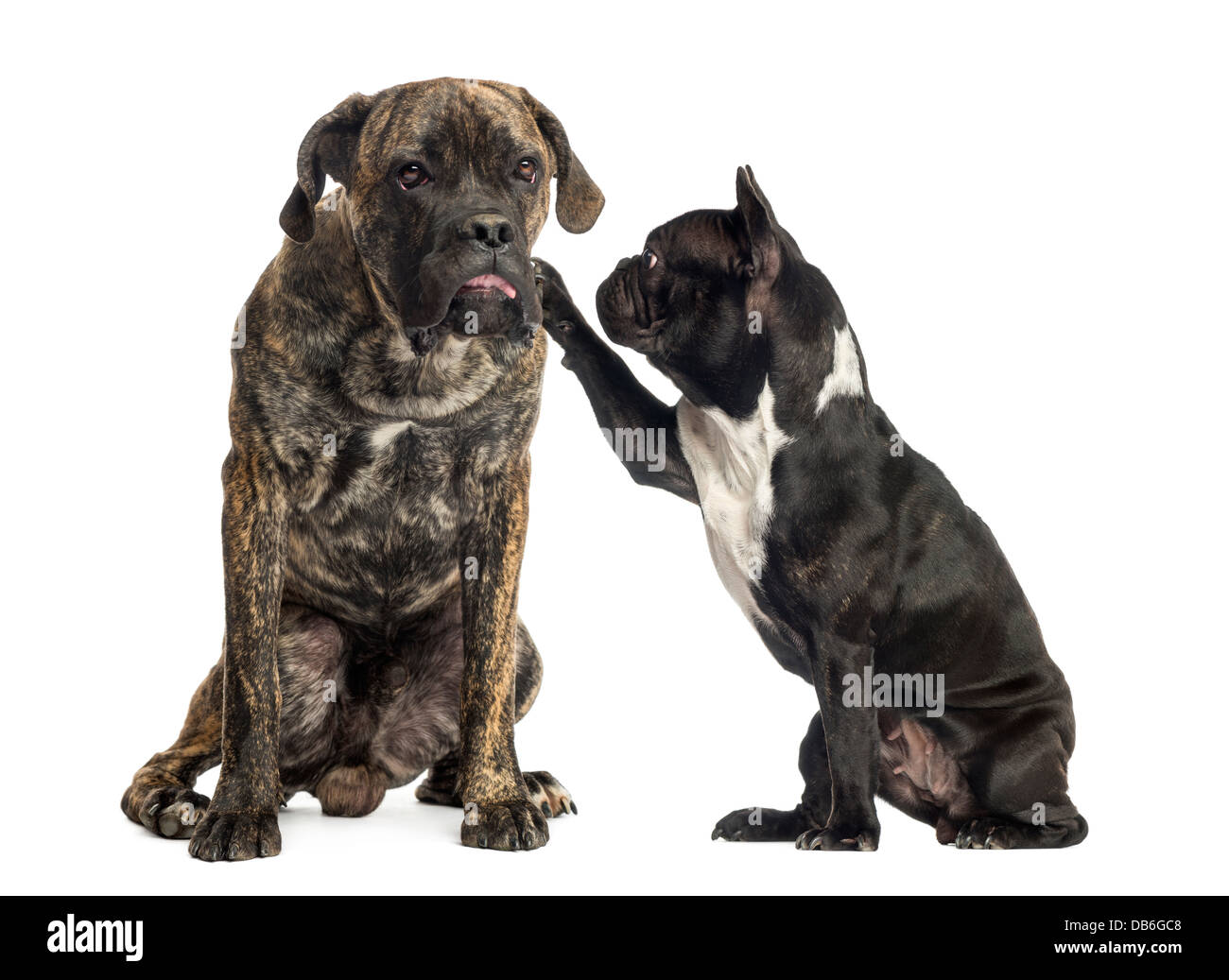 French bulldog touching Cane Corso sitting in front of white background Stock Photo