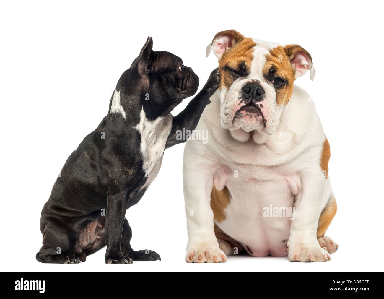 French bulldog touching English bulldog in front of white background Stock Photo