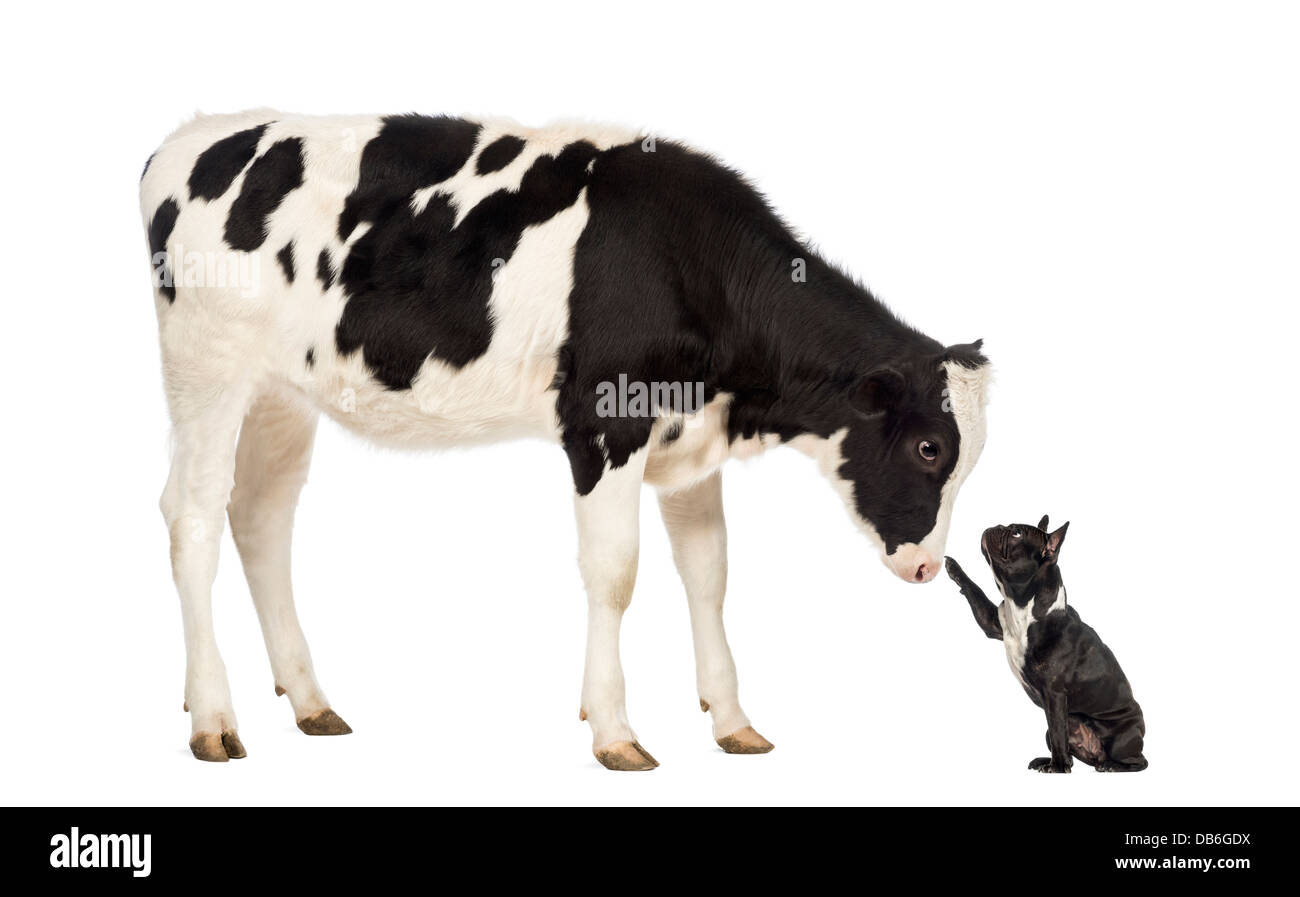 French bulldog reaching up to Veal calf in front of white background