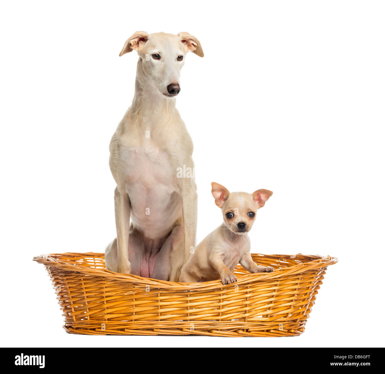 Whippet and Chihuahua puppy in wicker basket against white background Stock Photo