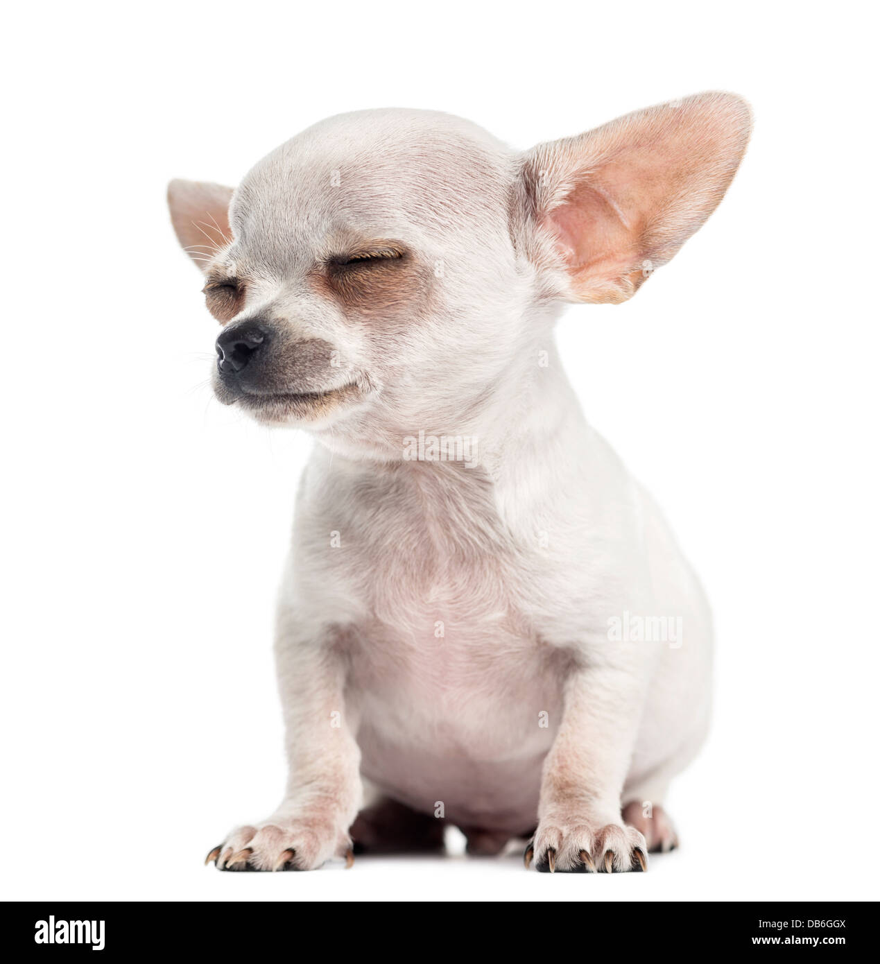 Why Is My Dogs One Eye Half Closed