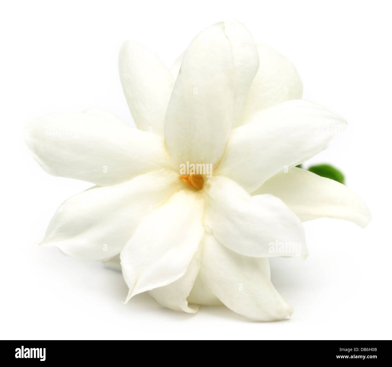 Jasmine flower white background - Download free HD wallpapers