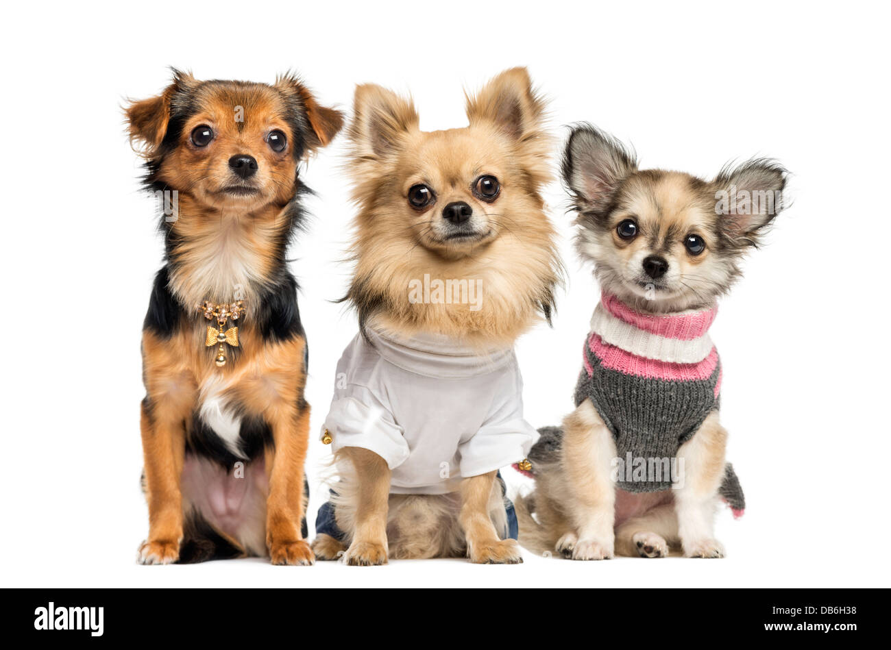 Group of dressed Chihuahuas sitting against white background Stock ...