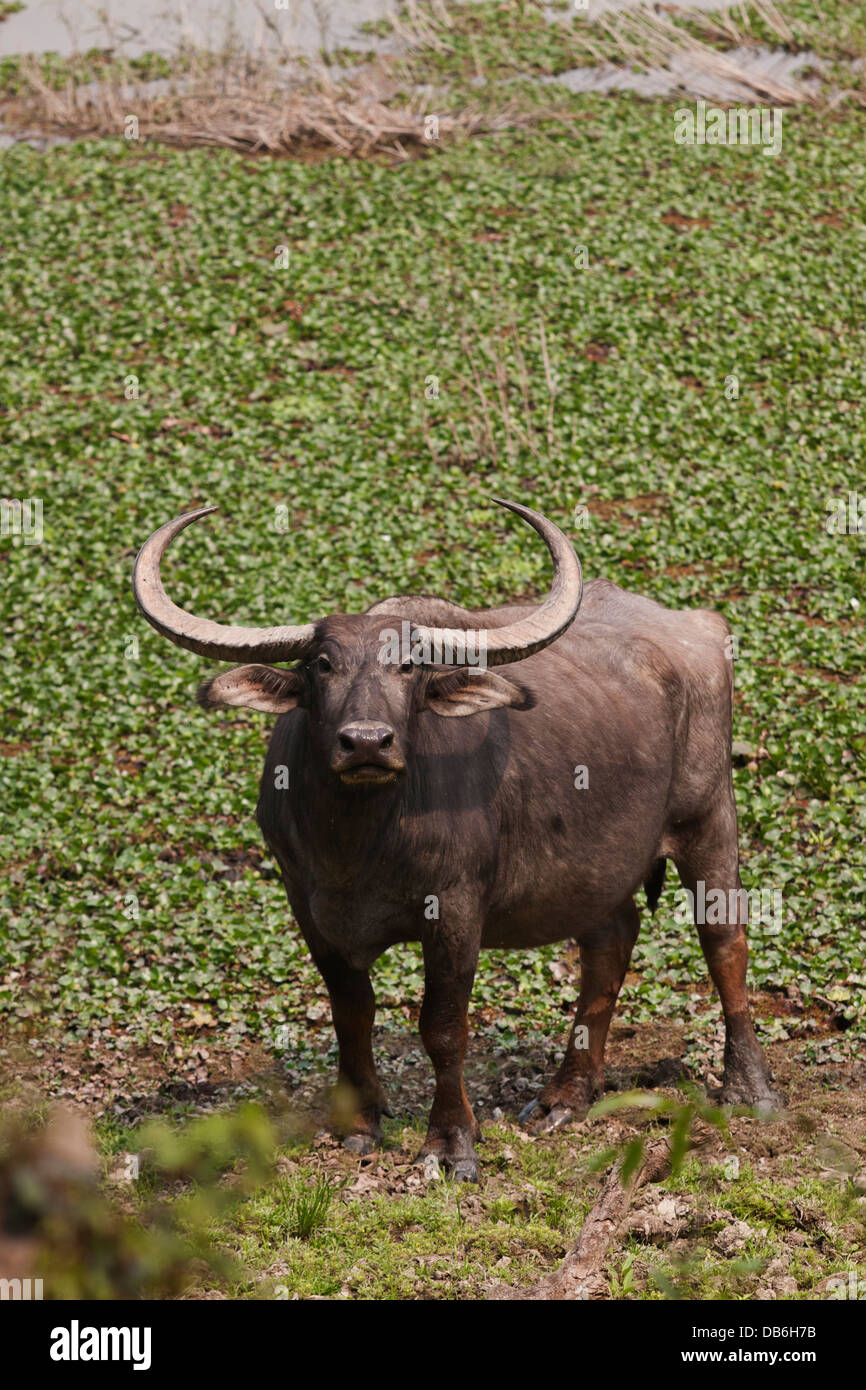 Wild Buffalo near water body, Kaziranga National Park, India. Stock Photo