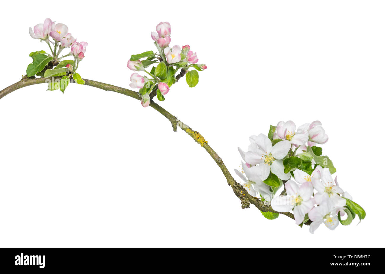 Branch of Japanese cherry, Prunus serrulata, blossoming against white background Stock Photo