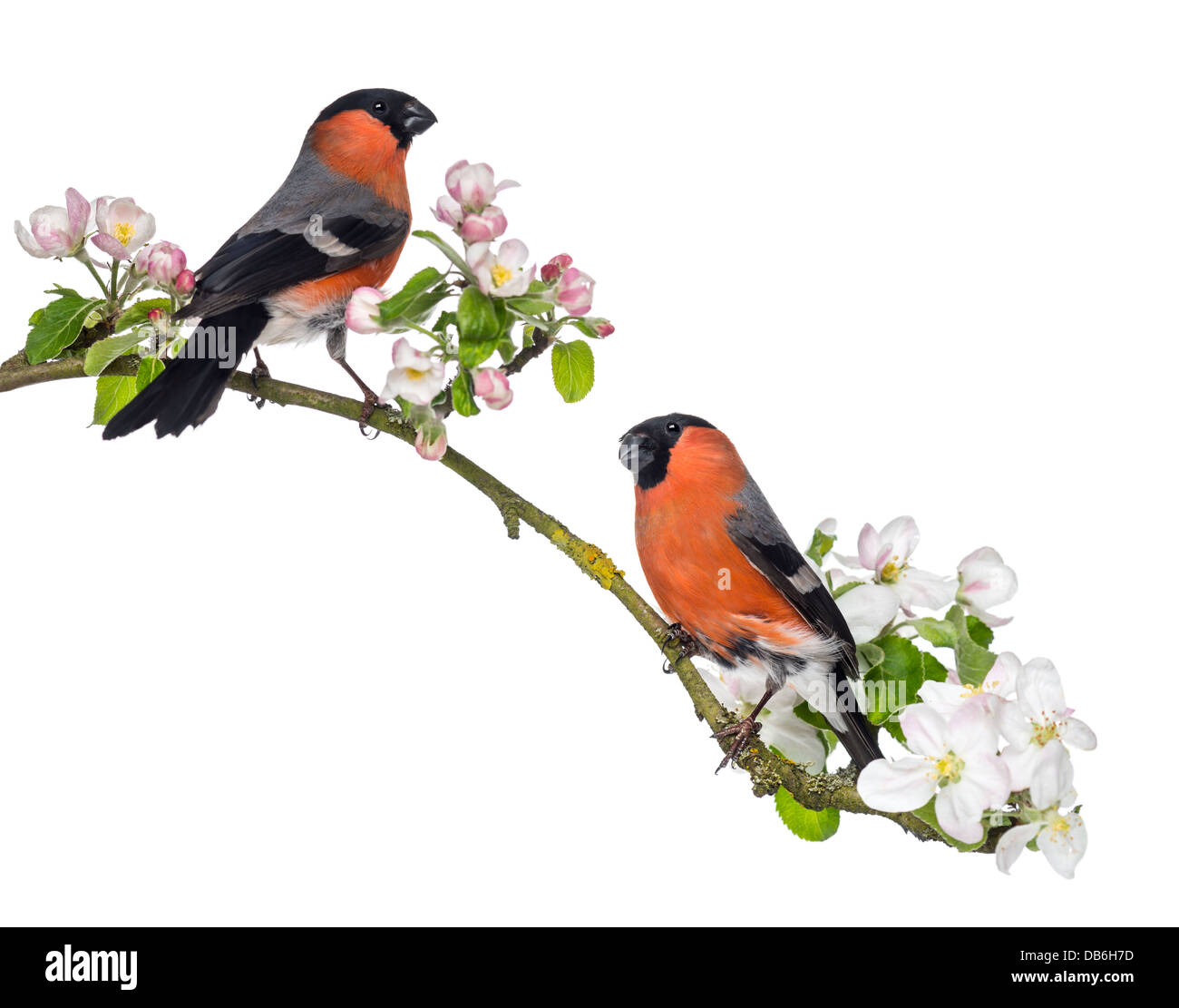 Eurasian Bullfinches, Pyrrhula pyrrhula, perched on blossoming branch against white background Stock Photo