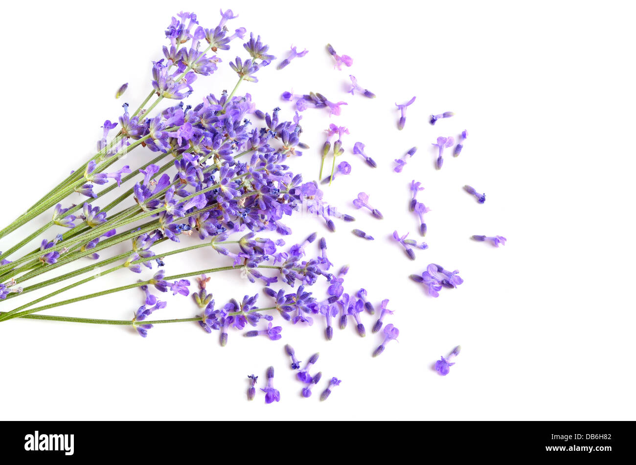 Bunch of fresh lavender flowers on a white background Stock Photo - Alamy