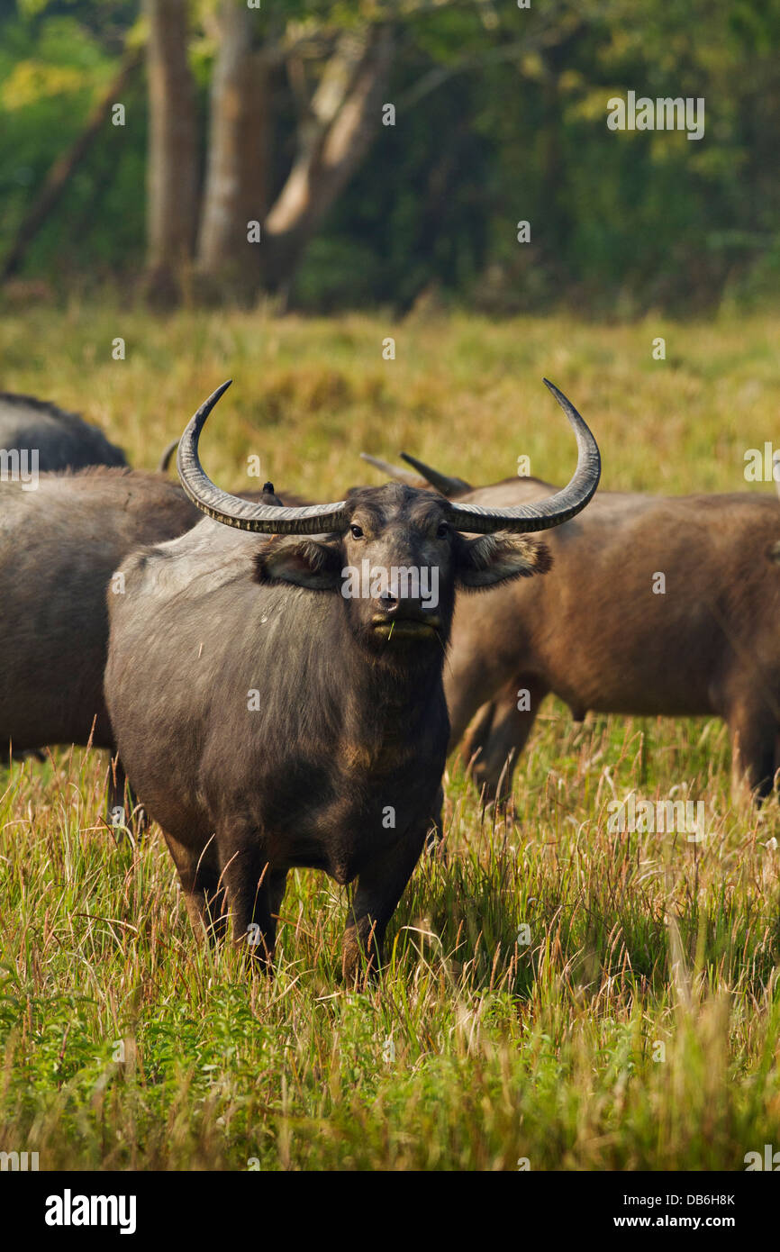Wild Buffalo in the grassland, Kaziranga National Park, India. Stock Photo