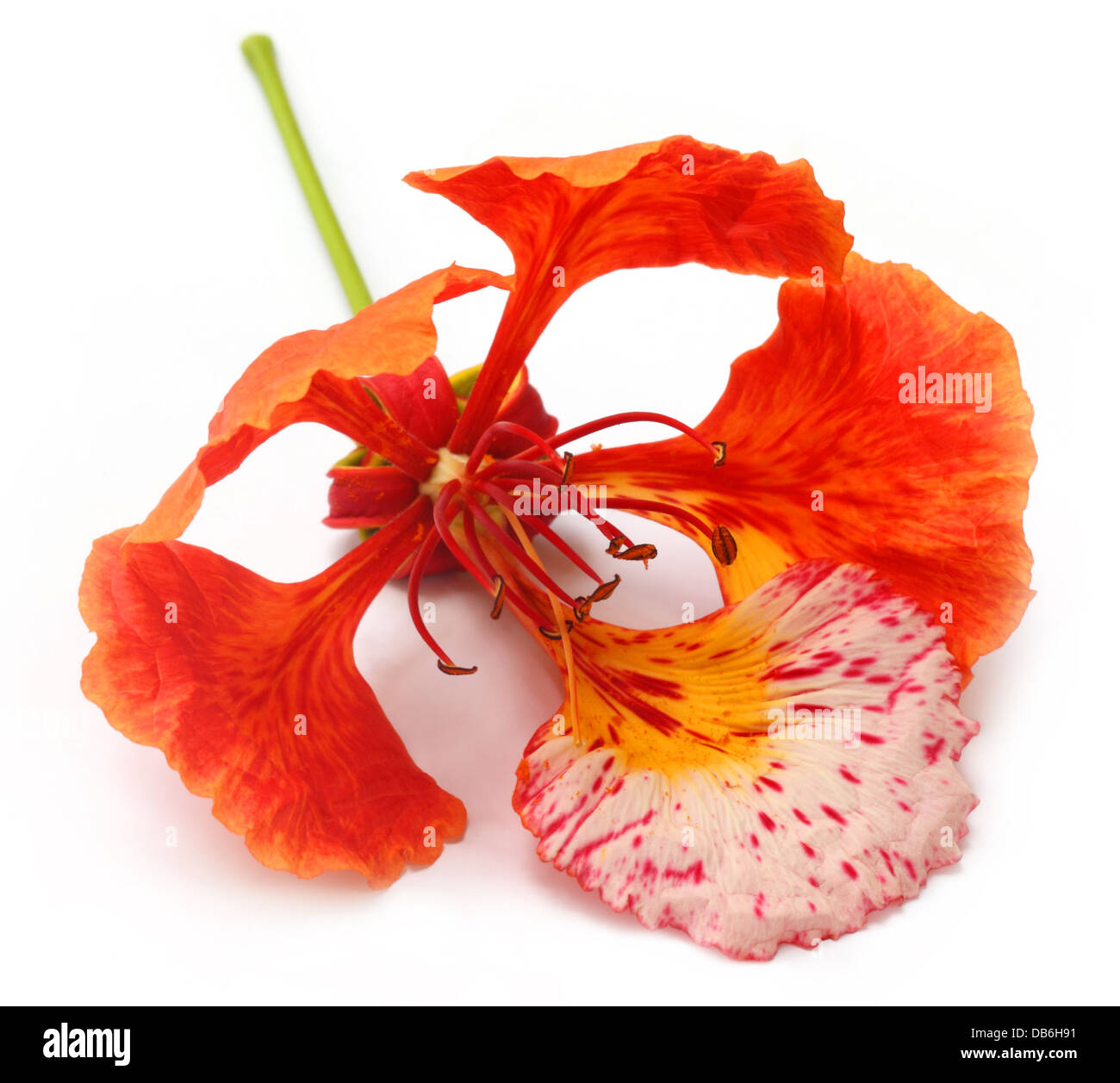 VKontakte porno onalar