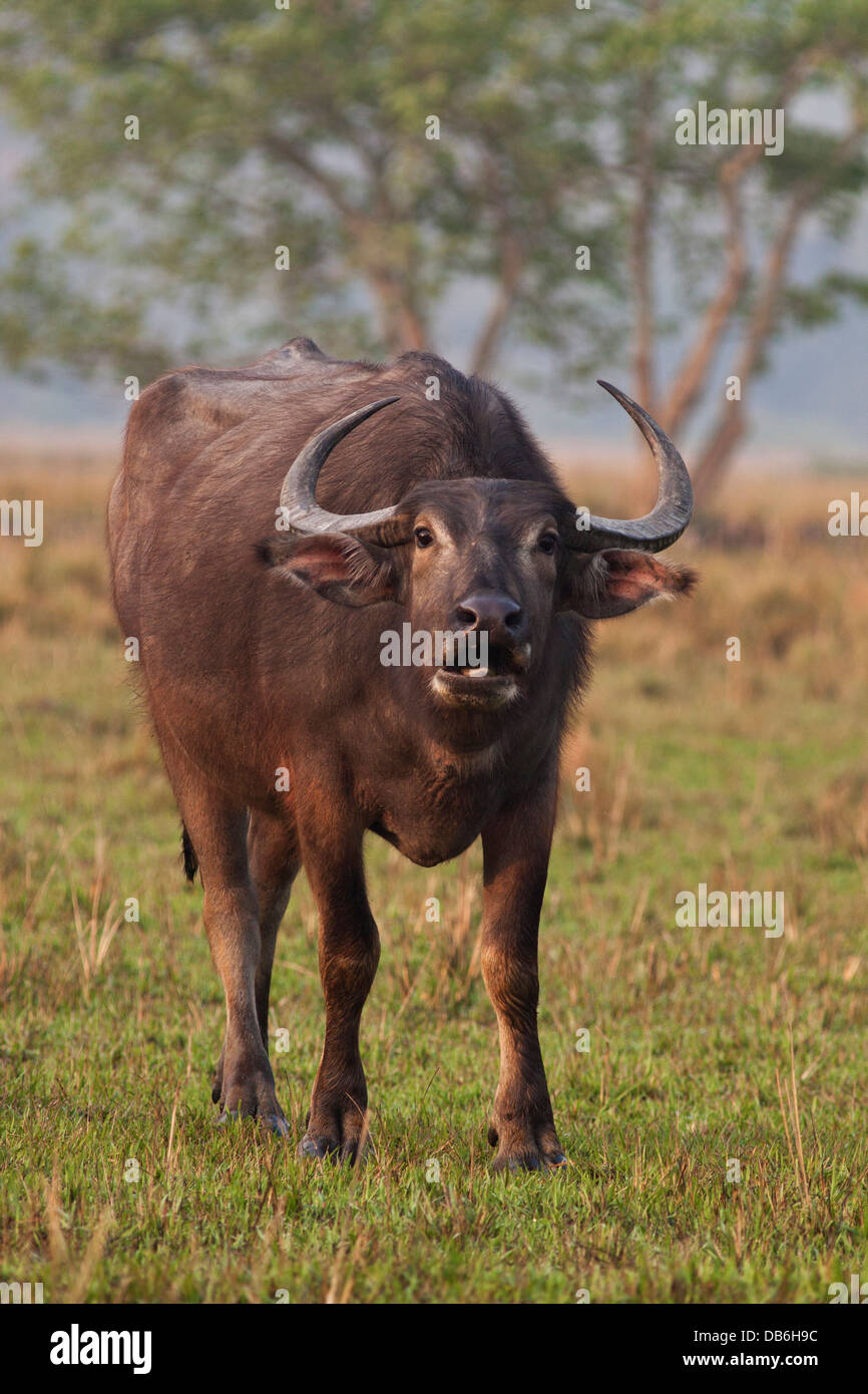 Wild Buffalo in the grassland, Kaziranga National Park, India. Stock Photo