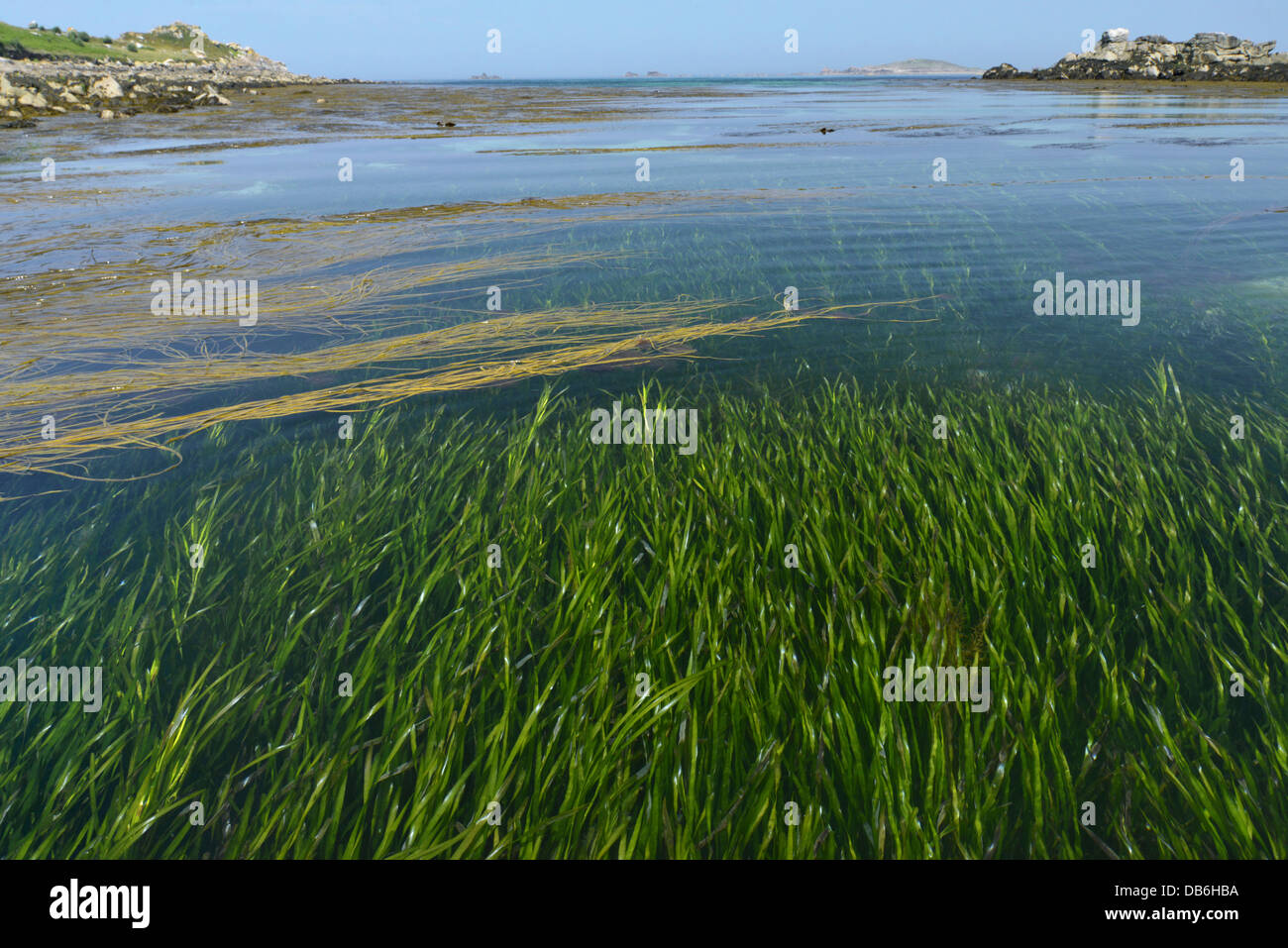 Eelgrass Zostera marina. Eelgrass bed, off St Helen's, Isles of Scilly Stock Photo Alamy