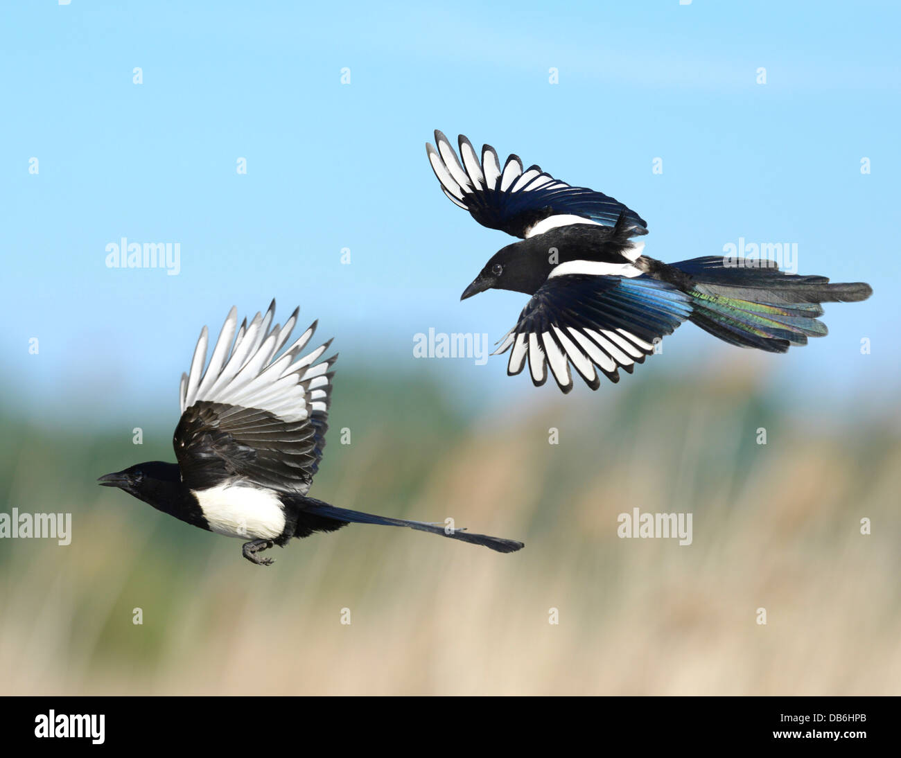 Magpies Pica pica Stock Photo